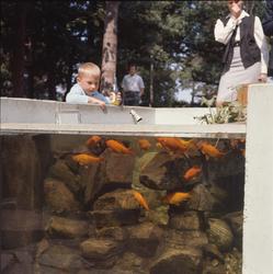Barn och vuxna kring Lill-Skansens akvarium med guldfiskar.