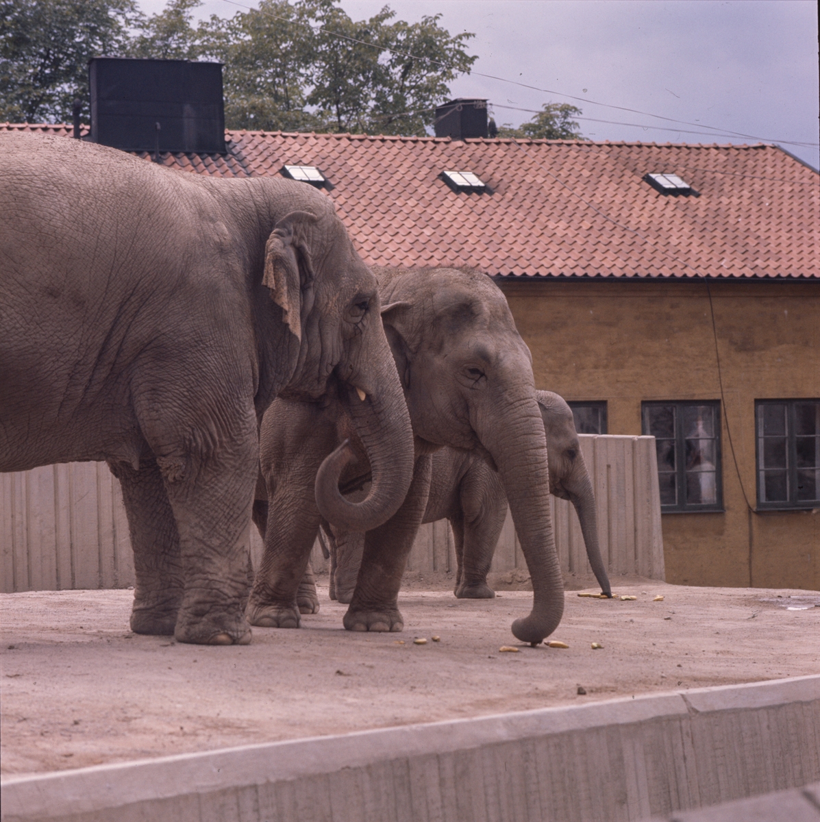 De Asiatiska elefanterna vid elefanthuset på Skansen. Barn och vuxna besökare.