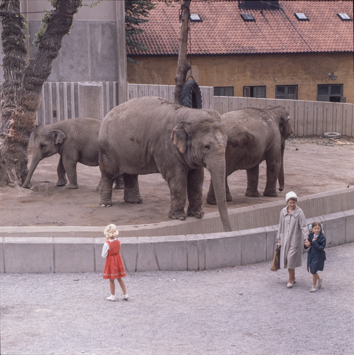 De Asiatiska elefanterna vid elefanthuset på Skansen. Barn och vuxna besökare.