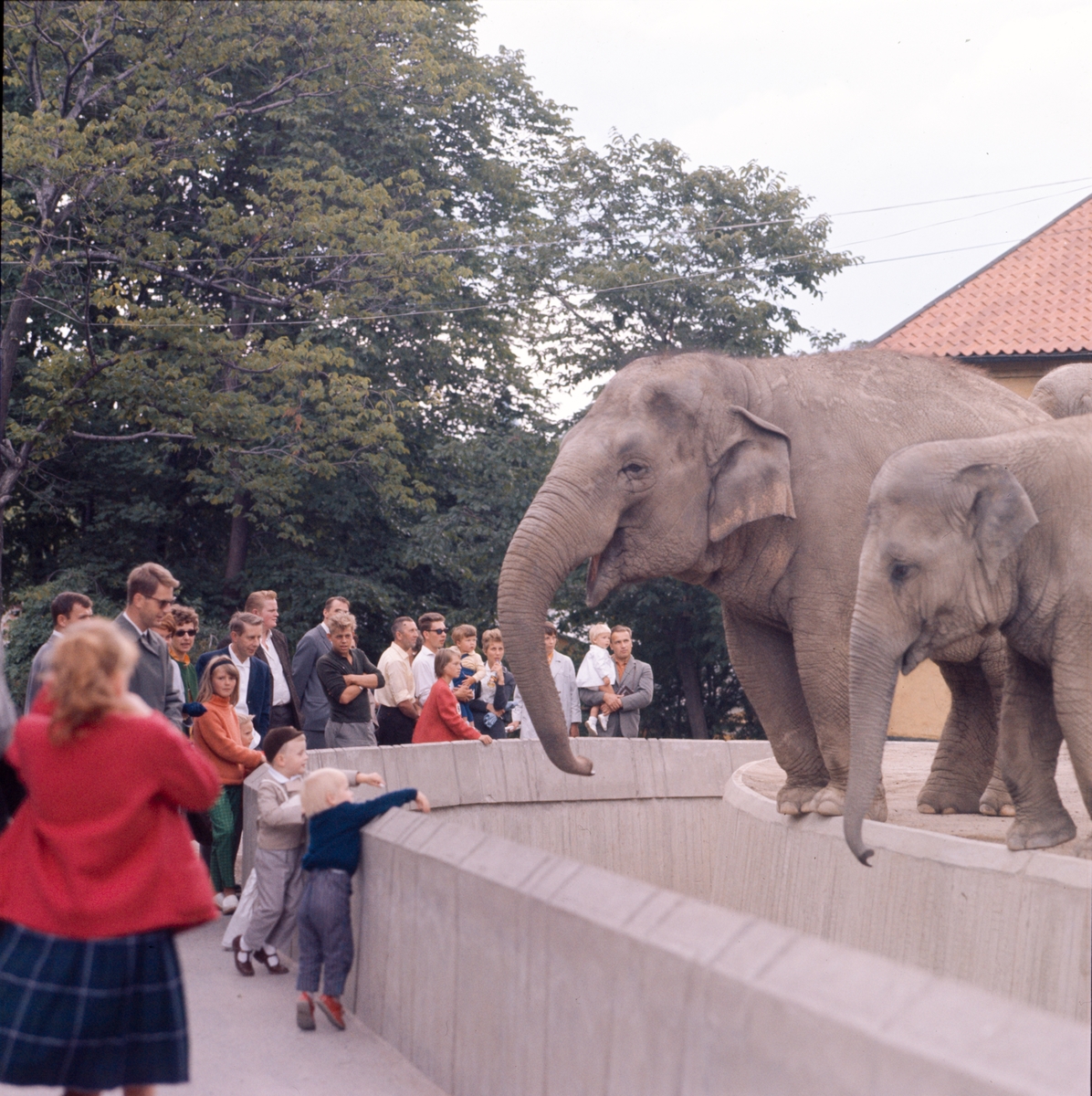 De Asiatiska elefanterna vid elefanthuset på Skansen. Barn och vuxna besökare.