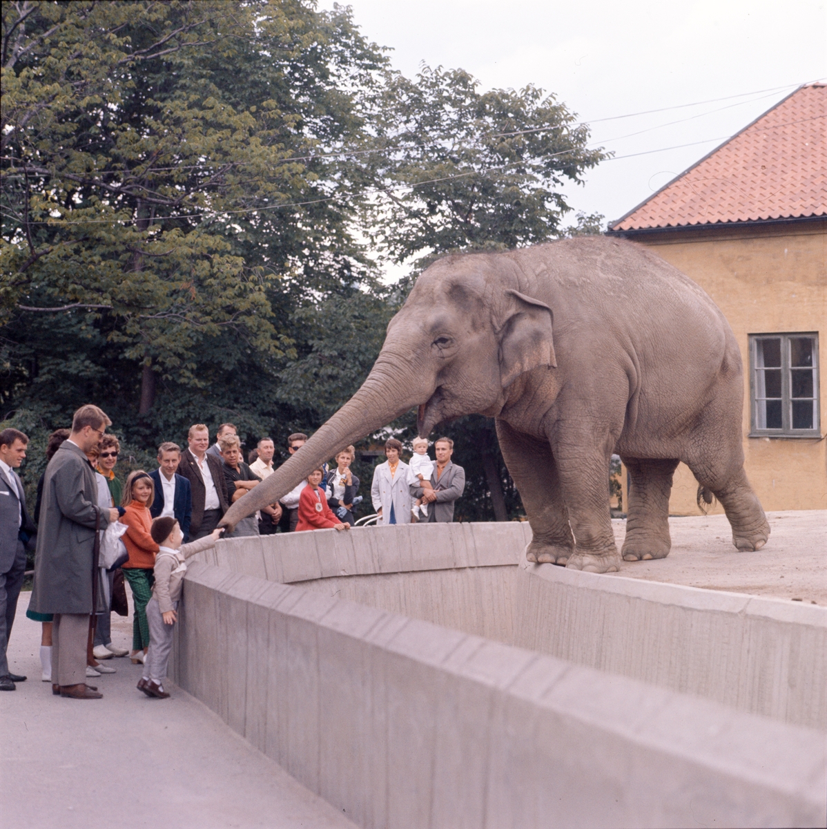 De Asiatiska elefanterna vid elefanthuset på Skansen. Barn och vuxna besökare.