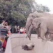 Den unga Asiatiska elefanten Nika i förgrunden vid elefanthuset på Skansen. Barn och vuxna besökare.