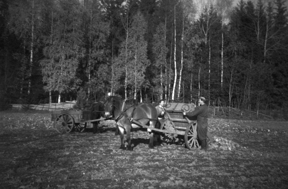 Høsting av kålrot, Åstad gard?, Ring, ukjente gardsarbeidere. Hest, kjerre, hestekjøretøy, ukjente gardsarbeidere. Sverre Pettersen t. h. Gnr. 365, bnr. 1-9.