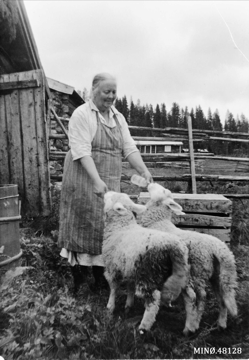 Jenny Eggen gir kopplammene melk av tåteflaske