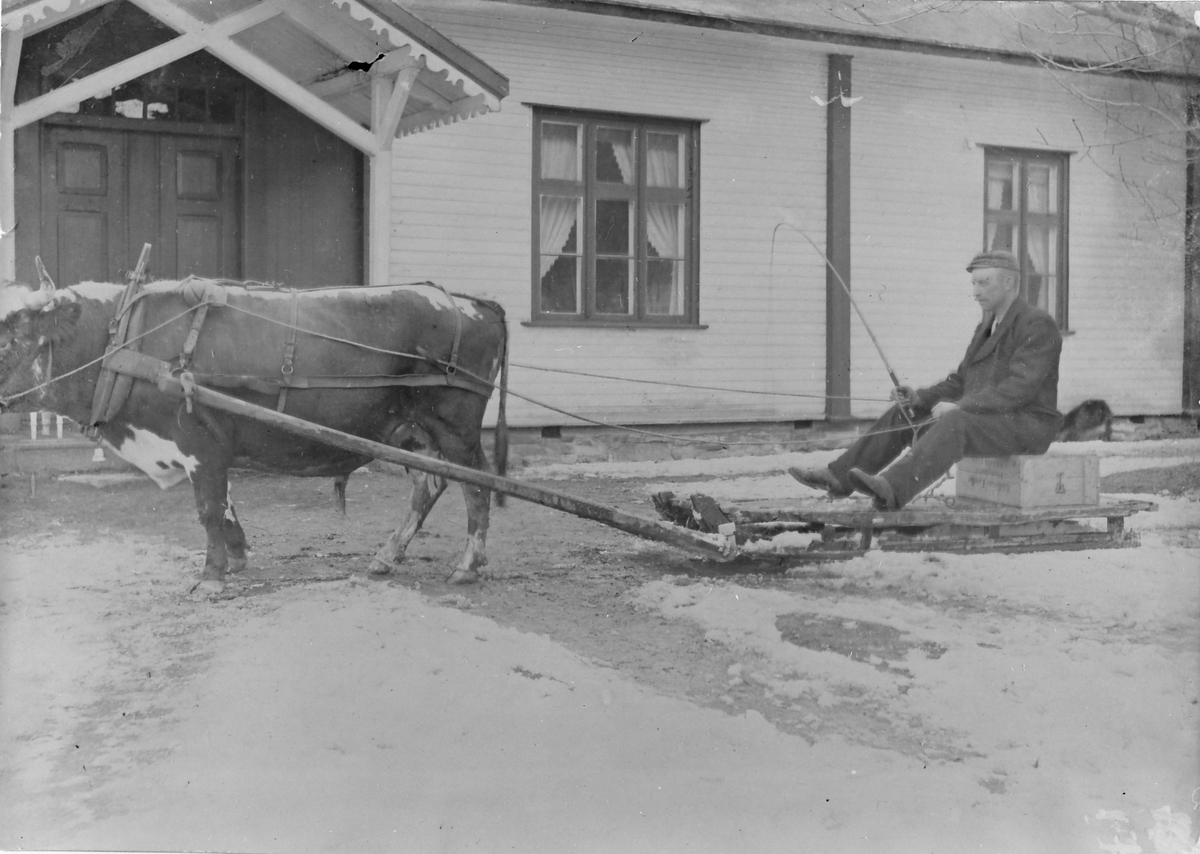 Svein Balstad med kjøreoksen. 