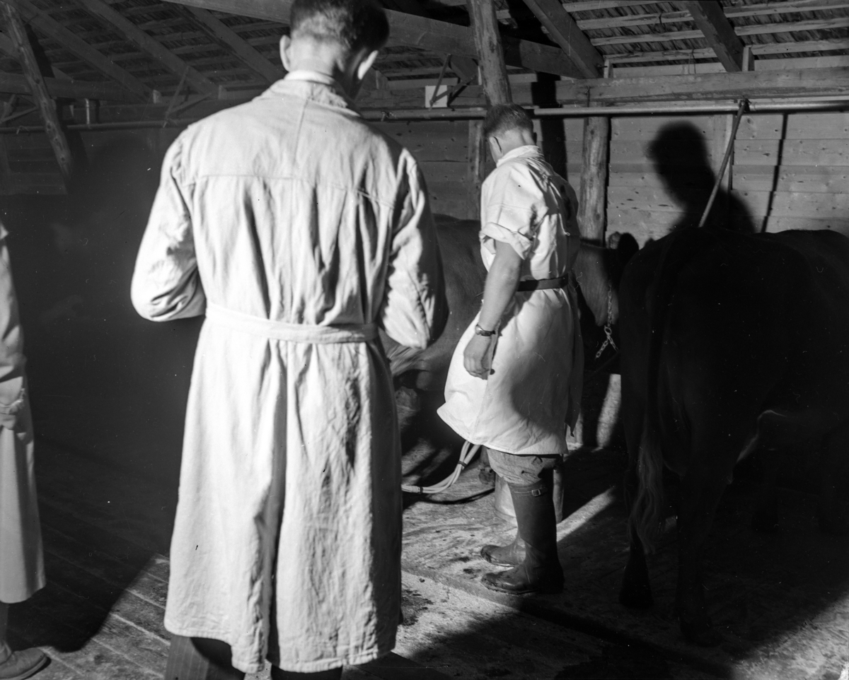 Hamar, Børstad gård, Norges Bygdeungdomslag arrangerer landsstevne i 1949, melking av kyr i fjøset,
