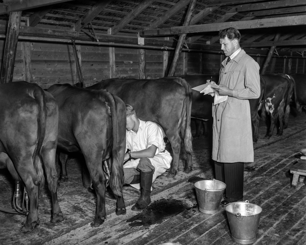 Hamar, Børstad gård, Norges Bygdeungdomslag arrangerer landsstevne i 1949, håndmelking av ku, dommer gjør sine notater, blikkspann,