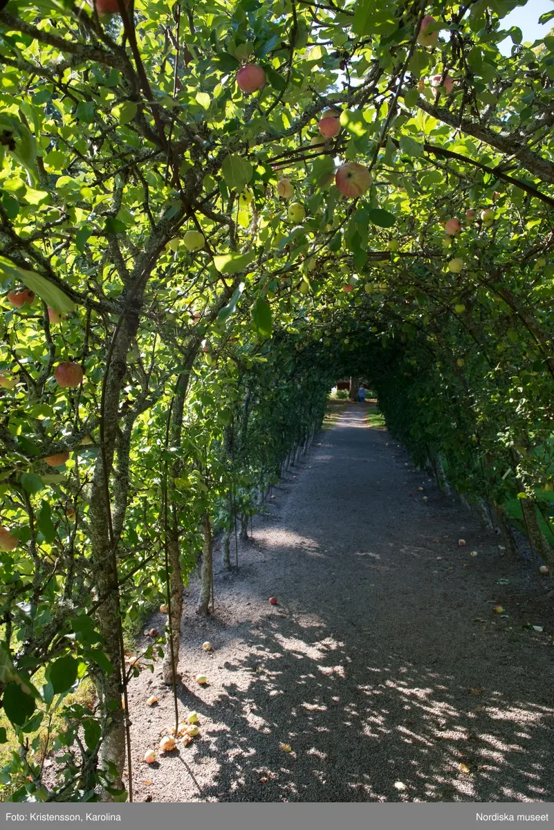 Äppeldagarna Julita 2015, Äpplen, marknad, butiken