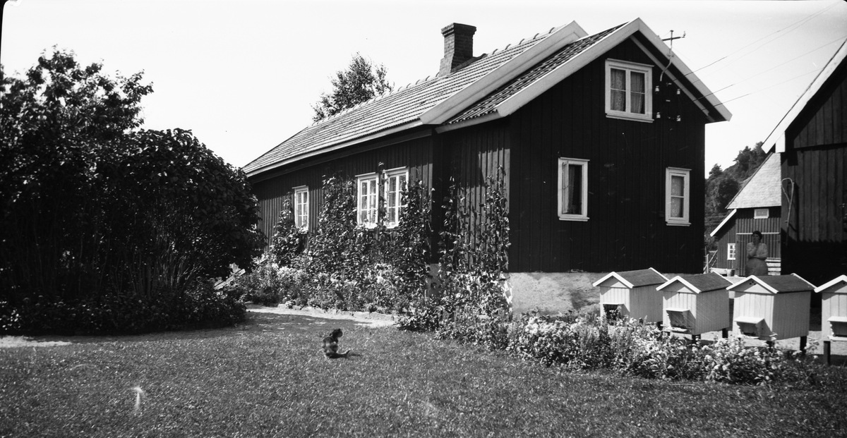 Lantgård med ljust målade bihus uppradade vid den tillbyggda gaveln. Längs husets långsida och vidare förbi bihusen prunkar rabatter med växter klättrande på husfasaden och syrener och en katt på gräsmattan. En kvinna står i öppningen till gårdsplanen.