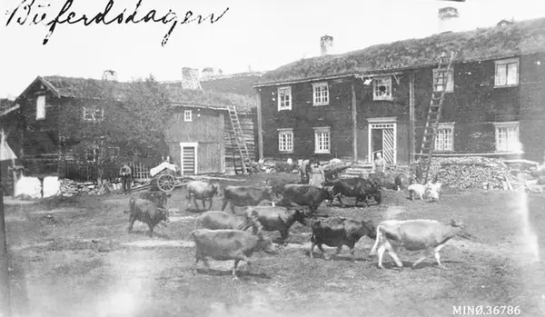 buskapen blir sluppet fri