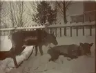 Renar i vinterlandskap, Smålands husarregemente K 4 på vinterövning i Norrbotten omkring 1910.