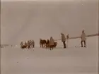 Smålands husarregemente K 4 på skidor, vinterövning i Norrbotten omkring 1910.