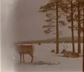 Renar i vinterlandskap under Smålands husarregemente K 4 vinterövning i Norrbotten omkring 1910.