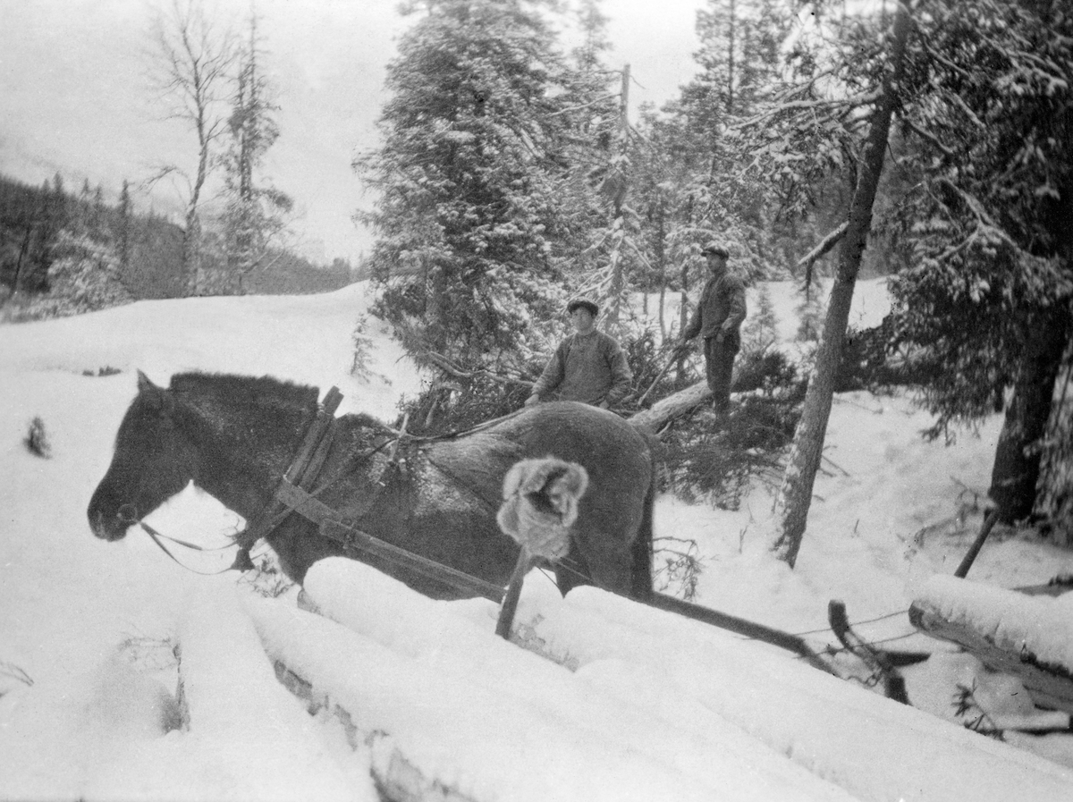 Tømmerkjøring i Brattli skog i Hattfjelldal.  Bildet er tatt over ei snødekt tømmerlunne mot en hest.  Bak hesten arbeider to mann med en stokk som er nykvistet.  I forgrunnen later det til å henge ei pelslue på et økseskaft som står i tømmerlunna. 

Kartotekkortkopien av fotografiet er dessverre noe skjemmet av svarte tusjflekker. 