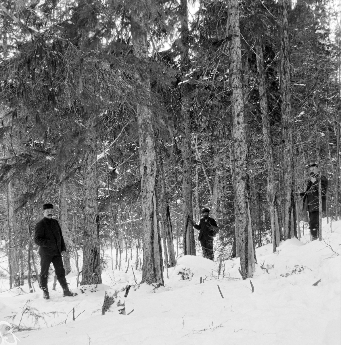 Brannflein på gran på Husflostykket i den søndre statsallmenningen i Rendalen.  Det skal være snakk om en brann som herjet dette området om lag 90 år før fotografiet ble tatt, altså omkring 1820.  Sporene viser seg som vertikale stripeskader i barken på grantrær fra rot til brysthøyde.  Trærne har overlevd.  Da dette fotografiet ble tatt poserte tre skogfunksjonærer de grannstammer med brannskader i form av flein i barken. 