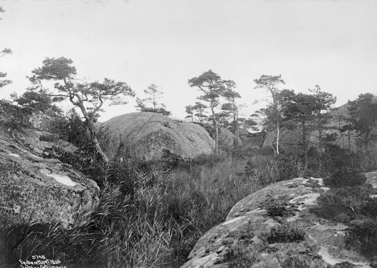 Fuktig myrdrag mellom grannitkoller ved Kragerø i Telemark.  Fotografiet er tatt nedenfra i et terreng som skrår noe.  I utkanten av myra, mot fjellkollene, vokser det en del gamle, litt uregelmessige furutrær.  Dette landskapet skal ligge nær sjøen. Kystskog. 