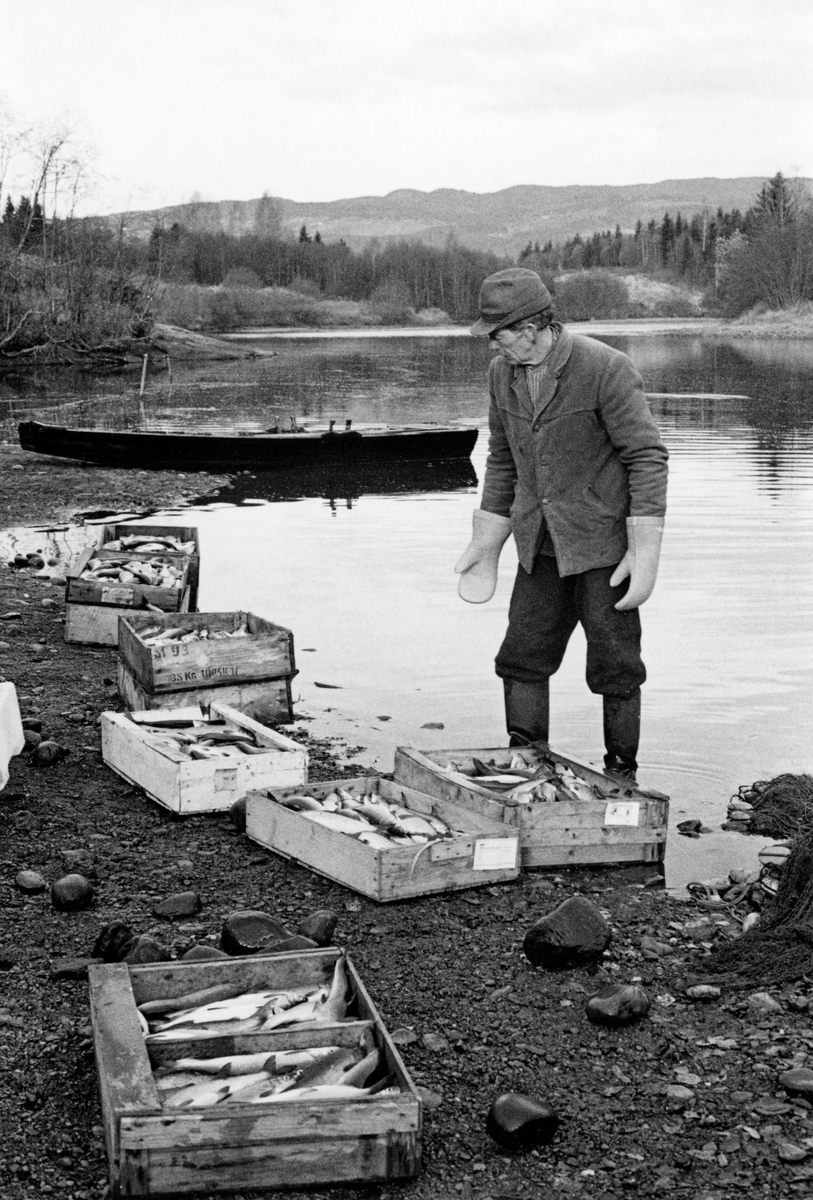 Sikfiske med not. Ragnvald Rønningen, Berg gård og sønner. Fiske. Innlandsfiske.