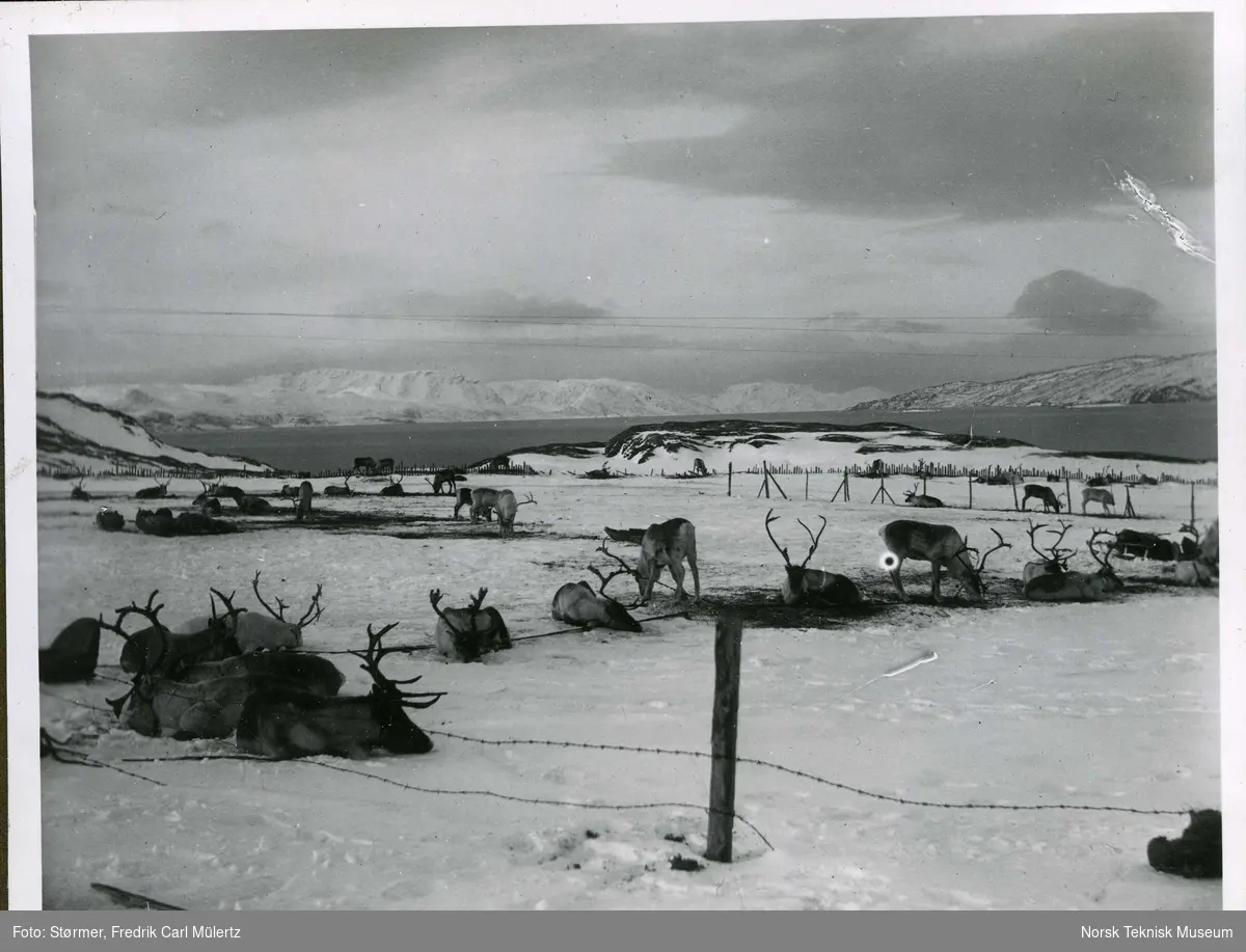 Reinsdyr, Bossekop, trolig 1913. 