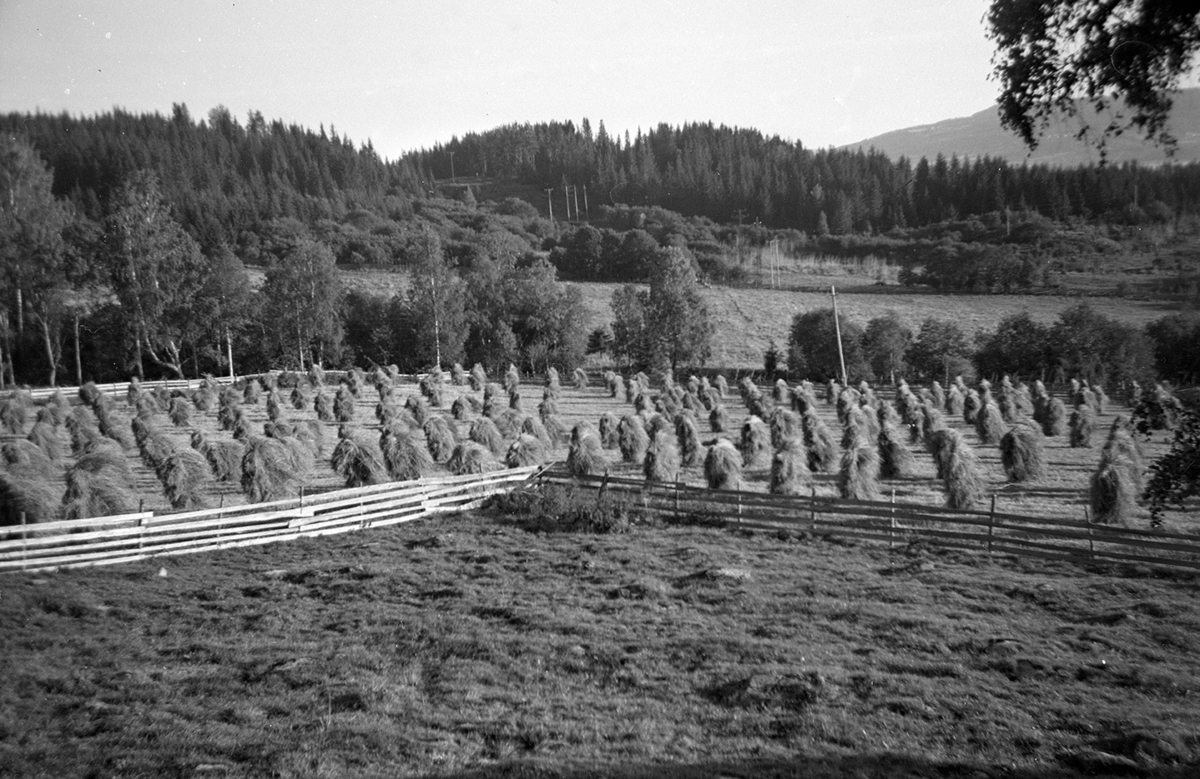 Kornsneis, skuronn, Ring