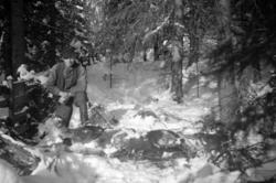 Ukjent, ved død elg/hest? Dyrekadaver.