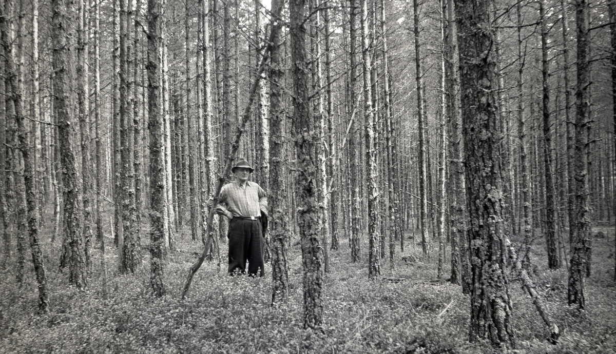 Utynnet furuskog, Nerboskogen(?), Risdal, Froland. 23/8 1942.