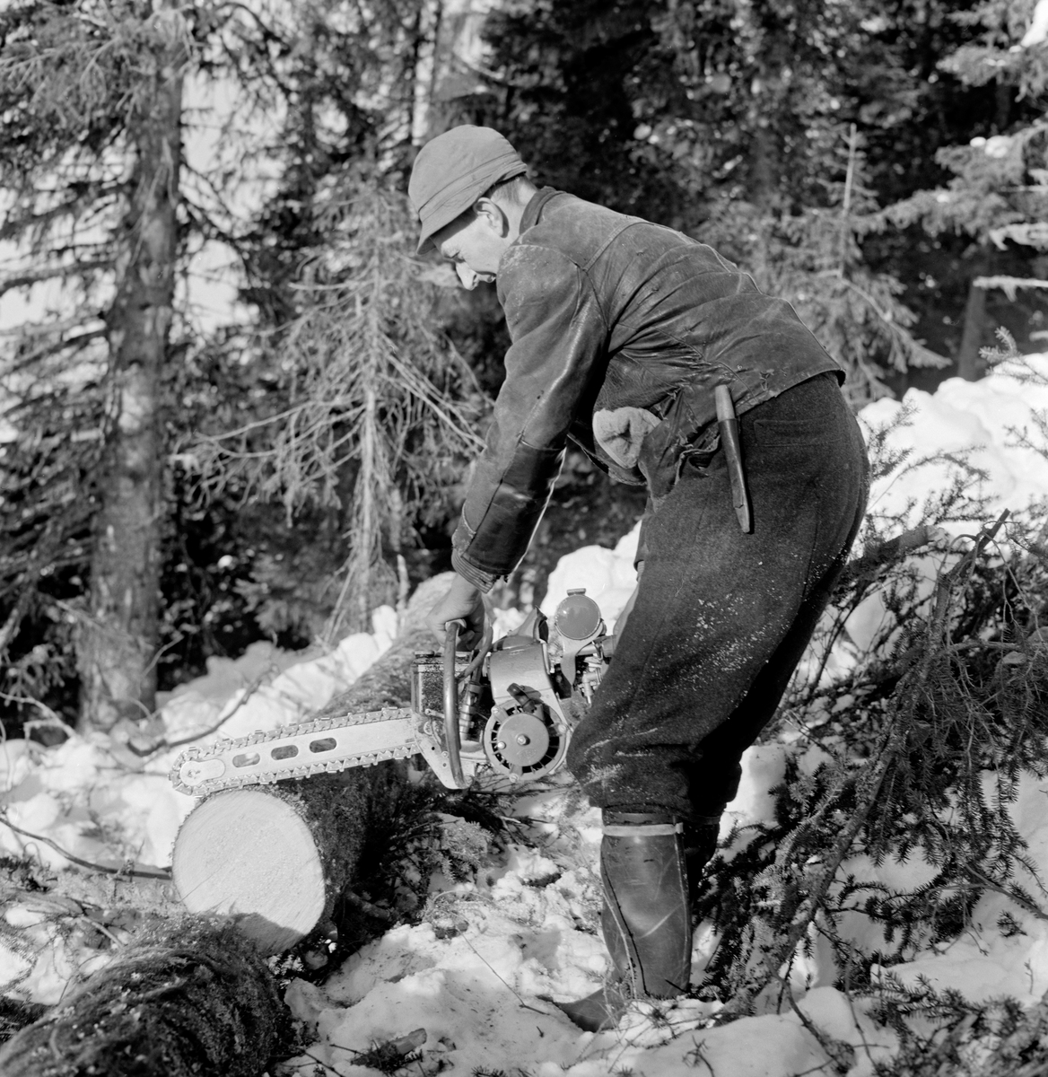 Kapping (aptering) av nyfelt grantre i Vestre Gausdal i mars 1967.  Vi ser skogsarbeider Kristoffer Kronberget med ei motorsag (Jobu junior), som han tilsynelatende løfter med lås kjede etter å ha kappet stokken.  Kronberget hadde gummistøvler på beina, og var kledd i vadmelsbukser og ei mørk skinnjakke.  På hodet hadde han ei tekstillue med en brem som fungerte som lueskygge.  Hendene var bare, men det kan se ut som om Kronberget hadde votter i jakkelomma.  I bukselinninga han en slirekniv.  Da dette fotografiet ble tatt arbeidet Kristoffer Kronberget i et forholdsvis bratt, snødekt terreng med granskog.  Fotografiet ble tatt i forbindelse med at Tore Fossum og Kjell Søgård fra Norsk Skogmuseum var Bødalen i Vestre Gausdal for å gjøre opptak til en dokumentarfilm om hankekjøring.  Treet Kristoffer Kronberget har felt og kappet var trolig blant dem som ble hankekjørt ned i dalen på filmopptakene, etter å være barket og øyet.  Skogsarbeideren på bildet var en av hovedaktørene i filmen.