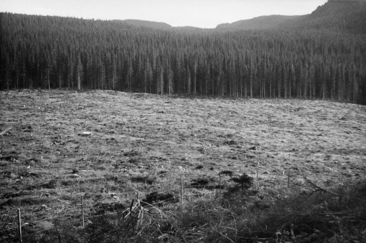 65 mål stor hogstflate i det statlige «Fåvang-komplekset» i Ringebu kommune i Gudbrandsdalen, fotografert i september 1942.  Fotografiet er tatt mot hogstflata, der all trevegetasjon er avvirket med sikte på gjenplanting med sikte på å etablere en ensaldret, tett bestokket granskog.  I forgrunnen skimtes et piggtrådgjerde, som antakelig skulle beskytte hogstflata og plantene der mot beitedyr.  På åskammen i bakgrunnen står det tett, snart hogstmoden granskog.  Flatedrifter eller bestandsskogbruk hadde norske skogfunksjonærer lenge vært skeptiske til da dette fotografiet ble tatt.  I de fleste sammenhenger gikk de inn for «bledning». Målet var å hogge enkelttrær i vekstfaser da de hadde optimal bruks- og omsetningsverdi, samtidig som andelen av undertrykte individer i den gjenstående skogen skulle reduseres til et minimum.  Dette var altså et skjøtselsprinsipp der man hele tida skulle ha fokus på enkelttrærne, en form for individskjøtsel.  Alt i 1920-åra argumenterte imidlertid enkelte skogfunksjonærer, som Thorvald Kiær, Ove Haslund og Ragnar Løchen, for at det norske skogbruket kunne bli mer produktivt dersom man innførte flatedrifter, et bestandsskogbruk.  Dette synet fikk støtte i de analysene forsøksassistent Elias Mork i Det norske Skogforsøksvesen gjorde av foryngelsen i granskogene i Trøndelag omkring 1930.  De konkluderte med at lysets og temperaturens betydning for etablering av nye skogbestand hadde vært undervurdert.  I løpet av de påfølgende par tiåra førte dette til et holdningsskifte i de skogbruksfaglige miljøene, og etter 2. verdenskrig ble flatedrifter den normale driftsformen, i hvert fall i granbestand i lavlandet.  Denne hogstflate fra tidlig i 1940-åra må likevel ha framstått som et pionerprosjekt.  Arealet ble nok også oppfattet som stort, for i debatt med tilhengere av bledningsprinsippet understrekte nemlig mange av tilhengerne av flateskogbruket at de gikk inn for flater av moderat størrelse.  Fotografiet er tatt av Knud Maartmann, som besøkte dette feltet sammen med lærere og medelever fra skogbrukslinja ved Oppland landbruksskole på Storhove i Fåberg.  Hogstflata ble sannsynligvis, og med betydelig rett, presentert som et eksempel på moderne skogbruk. 