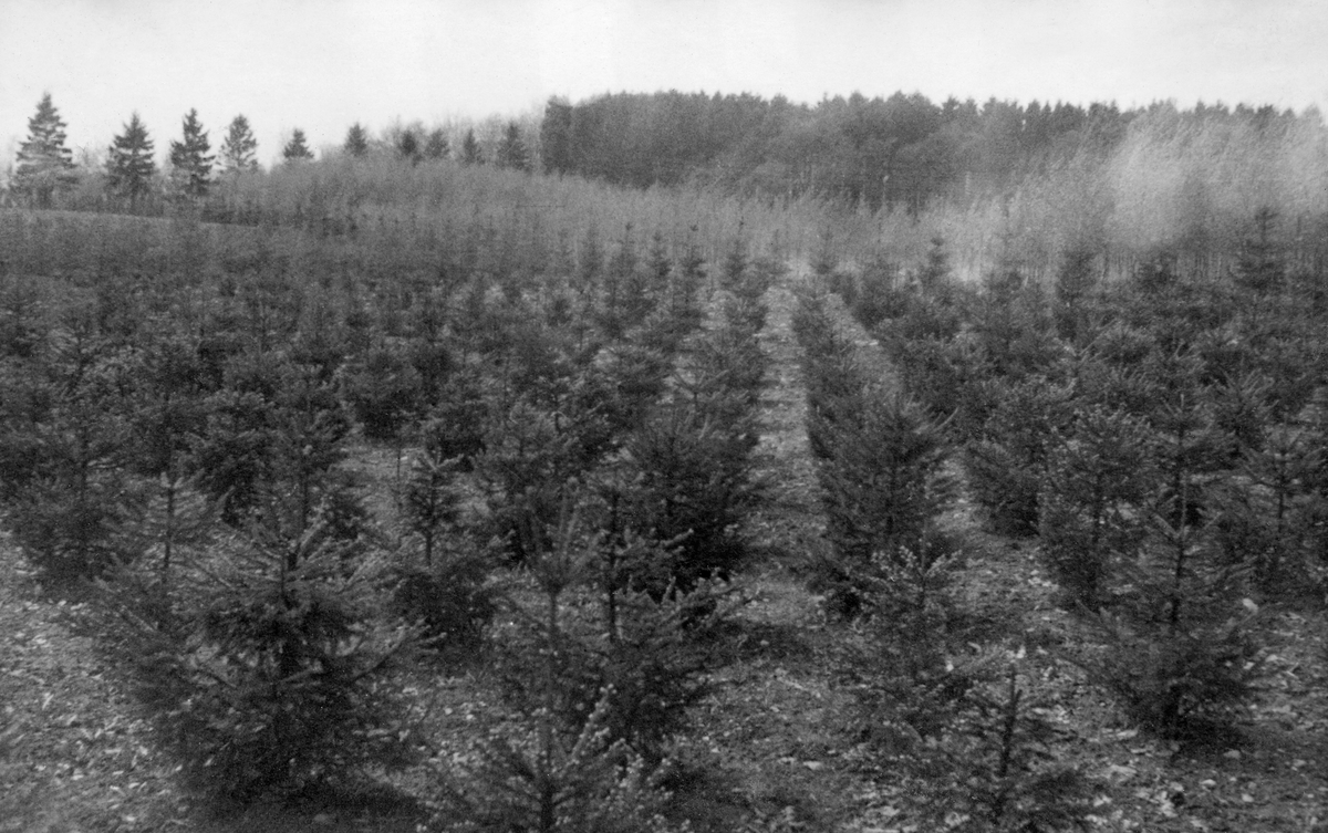 Forsøksfelt med femårige granpodninger ved den forsøksstasjonen den svenske Föreningen för växtföredling av skogsträd drev på Ekebo i Svalöfs sokn i Skåne.  Fotografiet er sannsynligvis tatt våren 1948, i samband med at skogbruksstudentene fra Norges landbrukshøgskole var på faglig ekskursjon i Danmark og Sør-Sverige.  Bildet er tatt diagonalt over feltet, som øyensynlig er et tidligere åkerareal, der podningene står i tett forband.  Stasjonen ble reist med støtte fra et Wallenberg-fond, og omfattet veksthus, laboratorier, kontorlokaler og funksjonærboliger. Mye av inspirasjonen bak etableringa av Ekebo-stasjonen lå i Herman Nilsson-Ehles arbeid med «jätteasp» med triploid kromosomtall, noe som utløste forventninger om at skoglig vekstforedlingsarbeid kunne få stor nasjonaløkonomisk betydning i skoglandet Sverige.  Ospa ble ansett for spesielt egnet for skoggenetisk forsøksarbeid.  Den skoggenetiske forskinga på Ekebo ble likevel ganske snart orientert mot nåletrearter, som hadde langt større betydning for den svenske skognæringa.  Dette feltet med gran var et utslag av orienteringa mot slike treslag. 