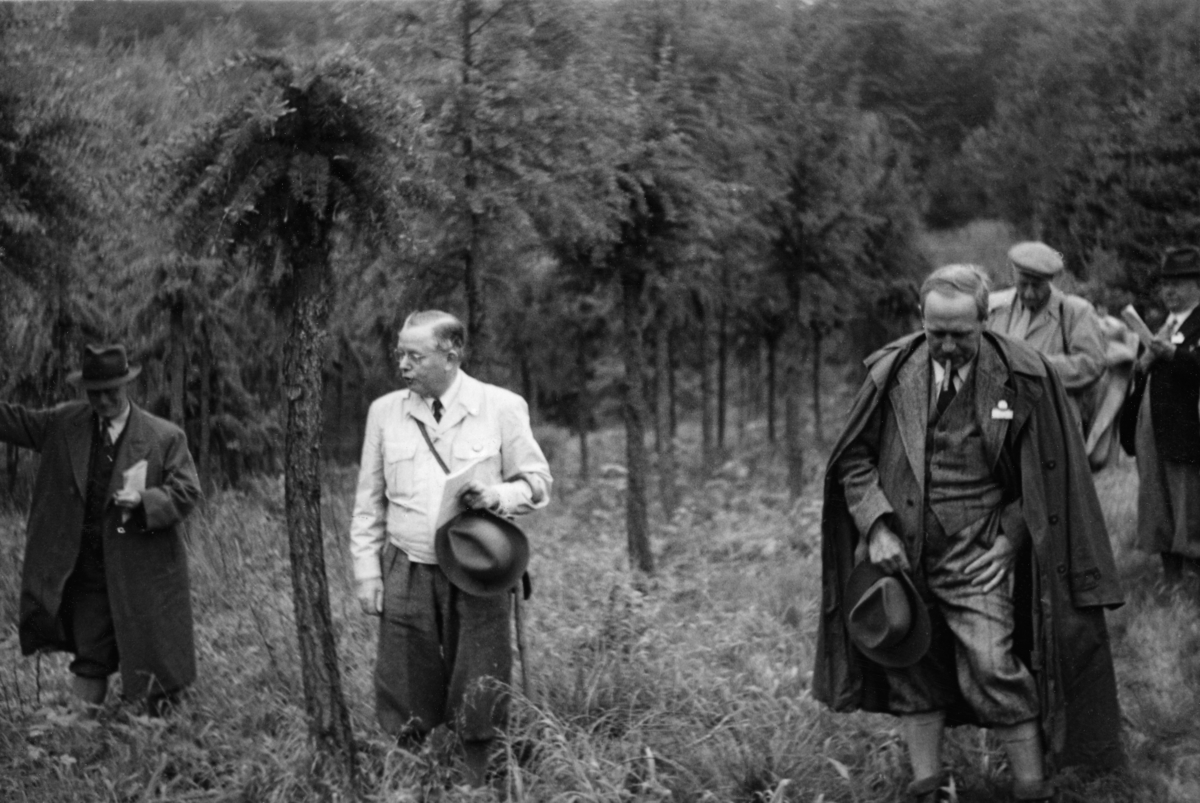 De danske forstmennene Alfred Rowland Howard Grøn (1894-1967) og Carl Syrach-Larsen (1898-1979) fotografert under omvisning i arboretet i Hørsholm nord for København i samband med nordisk skogkongress i 1950.  Howard Grøn sto ved siden av en trestamme og snakket.  Han var kledd i nikkersbukser og kort, lys vindsjakke.  Han holdt hatten sin, samt et lite manuskript, i venstre hånd.  Over venstre underarm henger en spaserstokk, og over høyre skulder skimtes bærereima til ei skulderveske.  Syrach-Larsen, til høyre i bildet, var kledd i stripete nikkersdress med vest, kvit skjorte og slips.  Han hadde en frakk over skuldrene og holdt hatten sin i venstre hånd.  I munnen hadde Syrach-Larsen en sigar.  Bak ham skimtes flere av deltakerne under skogkongressen. 

Howard Grøn tok økonomutdanning ved det amerikanske Harvard-universitetet under 1. verdenskrig, men tok fatt på skogbruksstudiet ved den danske landbohøjskolen etter krigen.  Her ble han uteksaminert som forstkandidat i 1923.  Han ble umiddelbart ansatt ved studiestedet, hvor han også fikk anledning til å reise på stipendiatopphold til flere europeiske land.  I 1931 gav han ut boka «Bidrag til den almindelige Skovøkonomis Teori», som gav ham doktorgradsstatus.  Alt året før var han blitt utnevnt til professor med undervisningsplikt knyttet til statistikk og skogøkonomi, skogpolitikk og skoghistorie.  Howard Grøn skrev også lærebøker i skogøkonomi.  En av studentene hans, Fritz Jørgensen, ble professor i skoghistorie ved Norges landbrukshøgskole på Ås.  Fra 1951 søkte Howard Grøn avskjed fra professoratet ved Landbohøjskolen for å drive skogbruk på Løvenholm gods til inntekt for det kommunale gymnaset i Grenå. 

Carl Syrach-Larsen var født i funksjonærboligen ved den forstbotaniske hagen i Charlottenlund, der morfaren var portner og faren gartner.  Med økonomisk støtte fra en eldre bror fikk han begynne å studere i en alder av 19 år.  Syrach-Larsen ble etter hvert forstkandidat, og fikk ansettelse som arboretforstander i ved det forstbotaniske anlegget der han hadde vokst opp.  Han grunnla også det kjente arboretet i Hørsholm.  Syrach-Larsen oppnådde internasjonal anerkjennelse blant forstfolk for sine forsøk med frøkilder og provenienser, og ikke minst for sitt arbeid med å utvikle hybridlerka, som skulle greie seg bedre i dansk klima enn de eksisterende lerkeartene.  Han arbeidet også mye for å etablere skog på Grønland.  Syrach-Larsen var flink til å markedsføre arbeidet sitt, og greide derfor også å skaffe midler fra såvel staten som private legater og fond til forskinga han ledet.   Han mottok en rekke æresbevisninger for arbeidet sitt. 