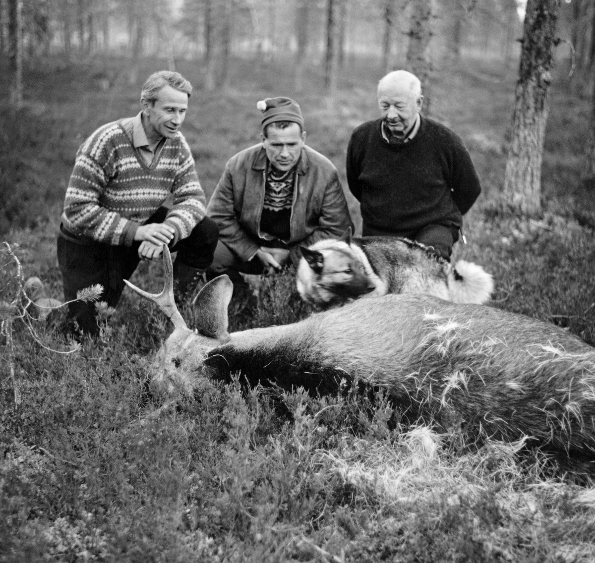 Elgjegerne og skogfunksjonærene Knut Torp (1925-2002), Ulf Jerpseth (1924-2006) og Hans Berger (1902-1987) ved en elgokse som ble felt ved «Hansposten» i myrlandskapet øst for Lemtjerna i Slemdalen i Nordre Osen (Åmot, Hedmark).  Karene sitter i knestående posisjoner foran elgen, der vi også skimter elghunden, som ble brukt løs under jakta. Elgjakt. Storviltjakt. Jegere. Elgjegere. Storviltjegere.