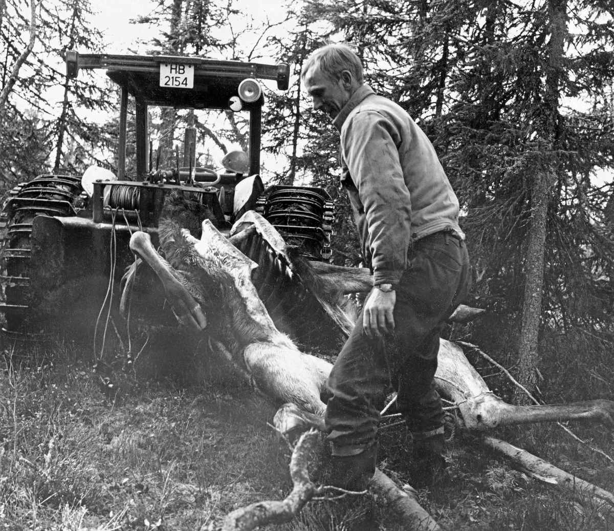 Kjørekaren Odd Øien med en elgokse jegeren Knut Torp hadde skutt i Halfaråsen i Stor-Elvdal den 8. oktober 1973.  Transporten, som dette fotografiet viser, foregikk dagen derpå.  Odd Øien lagde først ei transportbåre av to forholdsvis tynne granstammer, som ble lagt parallelt med en snau meters innbyrdes avstand og viklet sammen med tau.  Deretter ble elgen veltet over på dette underlaget, der den ble bundet fast med ryggsida ned ved hjelp av mer tau.  «Hodeenden» av båra ble så heist opp på ei lunnepanne bak på en skogbrukstraktor med halvbelter.  Her inspiserer kjørekaren slepet, før han kjører traktoren gjennom et granholt. Elgjakt. Storviltjakt. Storviltjeger. Elgjeger.