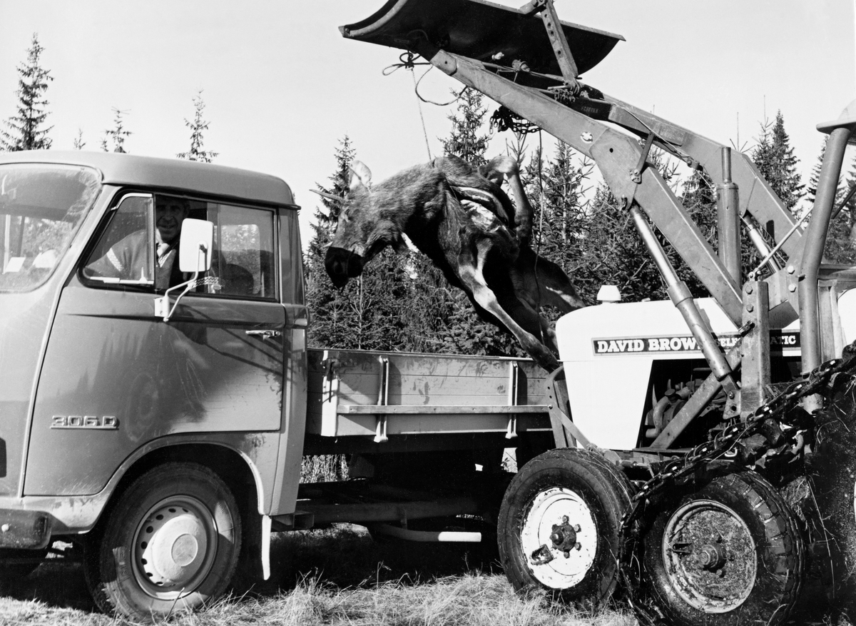 Transport av elg som ble skutt i Slemdalen i Nordre Osen av jegeren Hans Berger den 8. oktober 1973.  Dyret ble utvommet der det falt i terrenget, før Odd Øien hentet det med David Brown-traktoren på bildet.  Han brukte å slepe elgen fram på ei båre han lagde av to granstokker og en del tau (jfr. SJF-F. 006239 – SJF-F. 006242).  Her han traktoren og elgen kommet fram til bilveg.  Odd Øien brukte det frontmonterte lesseapparatet på traktoren til å løfte dyret opp på lasteplanet på den lille Hanomag-lastebilen jegeren Bjørn Brevig disponerte.  Tidligere hadde jegerne vært vant til å skyve de digre elgskrottene opp på lasteplant på en form for skråplan (jfr. SJF-F. 006222). Elgjakt. Storviltjakt.