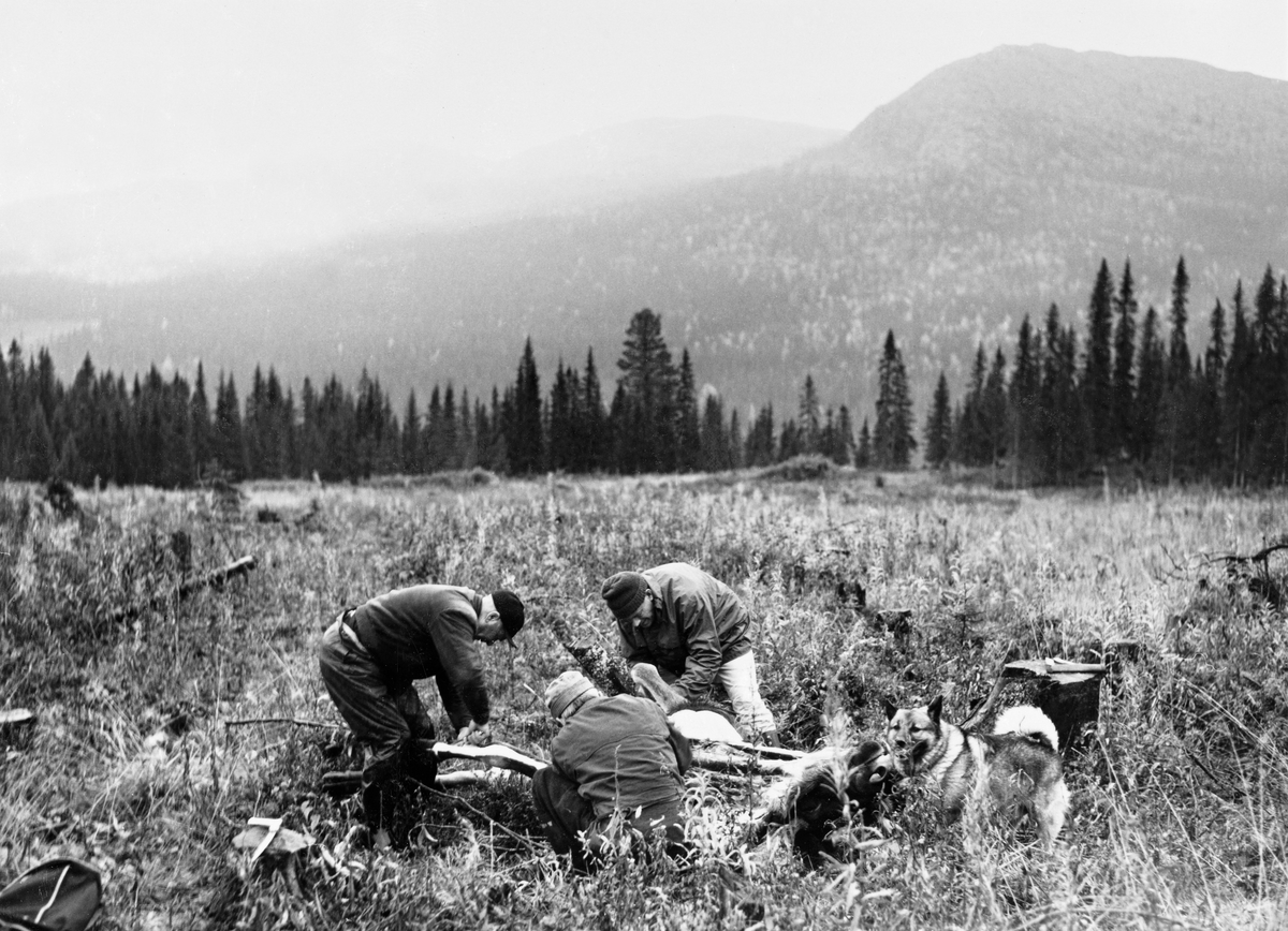 Slakting av nyfelt elgokse på hogstflate under Halvsæterkletten i Stor-Elvdal om kvelden 30. september 1974.  Elgen falt på ei hogstflate der jegerne, som hadde jaktet i dette området i mange år, ikke hadde ventet å se elg.  Andreas Eggen, Knut Torp og Ulf Jerpseth slakter dyret, mens elghunden følger spent med.  Bildet er tatt om kvelden, med regn og tåke i lufta.  Derfor er det bare den nærmeste av Rognvol-toppene vi kan se klart i bakgrunnen. Elgjakt. Storviltjakt. Jegere. Elgjegere.