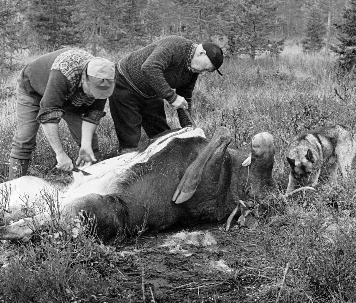 Elgjegerne Ulf Jerpseth (til venstre) og Hans Berger flår en elgokse som jaktlaget deres felte i utkanten av ei myr øst for Mårlia i Slemdalen i Nordre Osen (Åmot i Hedmark) i månedsskiftet september-oktober 1977.  Karene har veltet elgen over på ryggen og var i ferd med å skjære et rett snitt i bukhuden, fra halsen bakover mot kjønnsorganene, da dette bildet ble tatt.  Jerpseth var kledd i bomullsbukser og ullgenser med mønstret skulderparti, og han hadde ei skyggelue av bomull på hodet.  Berger var iført svarte vadmelsbukser, islender og skjoldlue.  Elghunden Svarten snuste på marka omkring det døde dyrets hode da fotografiet ble tatt. Elgjakt. Storviltjakt. Jegere. Elgjegere.