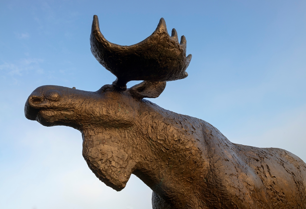 Skule Waksviks elgokseskulptur ved innkjøringa til Norsk Skogmuseum, fotografert høsten 2013.  Fotografiet viser hodet, halsen og ryggen på dyret mot en blå himmel.  Da bildet ble tatt hadde denne og tre andre elgskulpturer vært museets blikkfang mot Solørvegen i drøyt 31 år. 