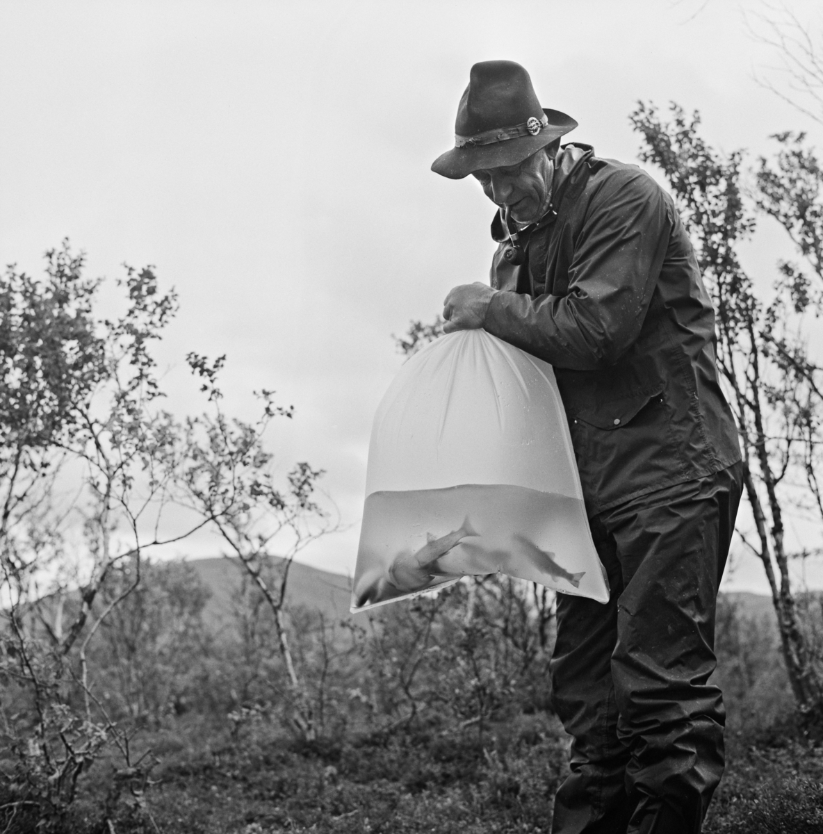 Oppsynsmann Erling Sand fra Engerdal fjellstyre, fotografert med en klar plastpose med litt vann og en del småørret i hendene.  Oppsynsmannen var kledd i kakibukser og anorakk, hadde en vidbremmet hatt på hodet og ei krokpipe i munnen.  Fotografiet er tatt i bjørkeskogen ved Sætertjønna ved Grøtådalssætra i Femundsmarka, der Engerdal fjellstyre i andre halvdel av 1960-åra hadde et fiskekulturprosjekt.  Sætertjønna var «overbefolket» og næringsfattig.  Oppsynsmennene og en ferskvannsbiolog de samarbeidet med fanget noe av fisken i not.  Den ble deretter overført til ei nettingkasse i strandsonen.  Derfra ble fisken plukket opp, merket ved klipping av brystfinner og overført til plastposer med vann, som raskt og effektivt ble fraktet med helikopter til andre fiskefattige eller fisketomme vatn i området.  Målet var å gjøre denne delen av Femundsmarka mer attraktiv for sportsfiskere.  Erling Sand var ikke bare en kunnskapsrik og dyktig fjelloppsynsmann.  Han var også en dyktig fluebinder med en stor og variert produksjon. 