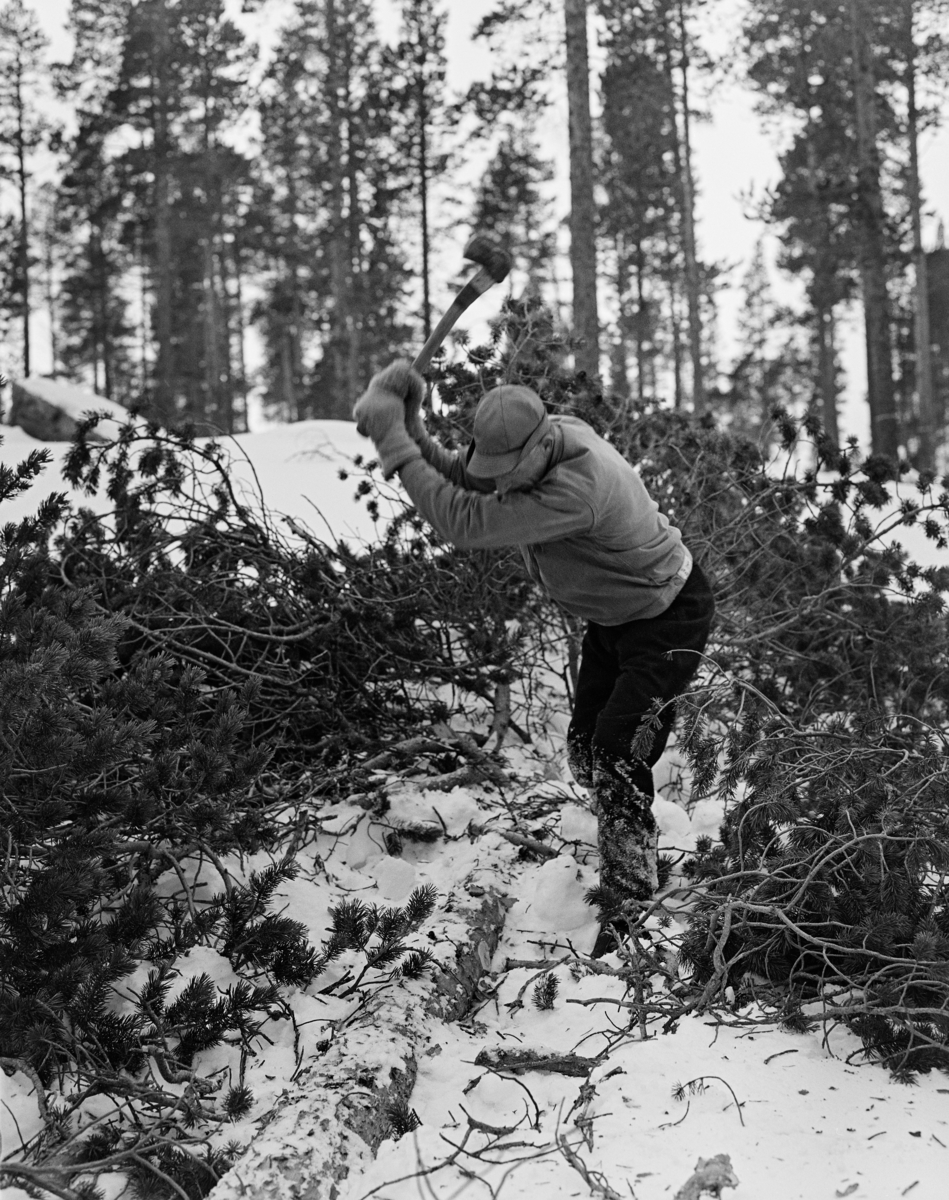 Ole Haugen fra Elgå i Engerdal kapper toppen på ei furu han hadde felt på snødekt mark.  Haugen utførte arbeidet med øks.  Han var kledd i mørke vadmelsbukser og lys busserull, og hadde votter på hendene og hatt på hodet.  Bildet ble tatt vinteren 1982. 