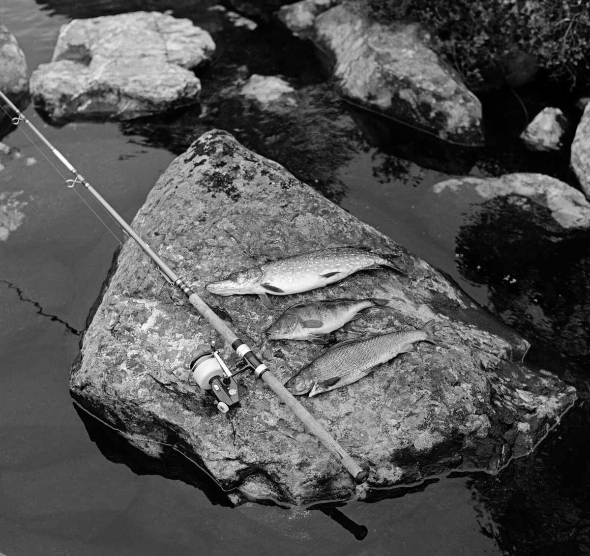 Fiskefangst tatt med fluestang i et av vatna i Femundsmarka sommeren 1966.  Fotografiet er tatt mot ei steinhelle i strandkanten, der sportsfiskeren har plassert fiskeutstyret sitt og tre forholdsvis store fisker: Ei gjedde, en abbor og en ørret.  Fiskeutstyret er ei haspelstang med snelle av merket ABU Cardinal.  Sportsfiskeren som var på ferde her var sannsynligvis identisk med fotografen, Kjell Søgård. 