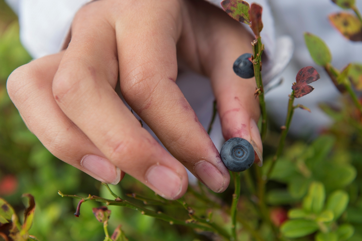 Blåbærplukking høsten 2013.  Fotografiet viser ei jentehånd som griper et stort, fint blåbær (Vaccinium myrtillus).  Riset preges av at bildet er tatt seint på sesongen.  Bladene på de grønne stilkene hadde nemlig begynt å få en rødbrun farge, og en god del blader hadde antakelig falt av.  

Blåbær vokser i utmark over hele landet, både i barkskog, lauvskog og på mer åpne fjellarealer, der forholdene ligger til rette for det.  Det gjør de der hvor det ligger moderat med snø om vinteren.  Blir snølaget for tynt fryser blåbærplantene, blir det for tjukt tar snøsmeltinga såpass lang tid at vegetasjonsperioden kan bli for kort.  Blåbæra greier seg godt på forholdsvis mager mak.  Blåbær forekommer stedvis i store mengder, og den har en søt, god smak, noe som gjør den til et populært sankeobjekt.  Den kan nytes direkte i skogen, som blåbærsoll etter hjemkomst, eller brukes som råstoff for syltetøy, saft eller vin.  Blåbæra anses å ha en mageregulerende effekt.  Slike bær er også en populær næringskilde for skogsdyra – så vel bjørn som fugl spiser blåbær, noe som vises tydelig av fargen på ekskrementene i høstsesongen. 