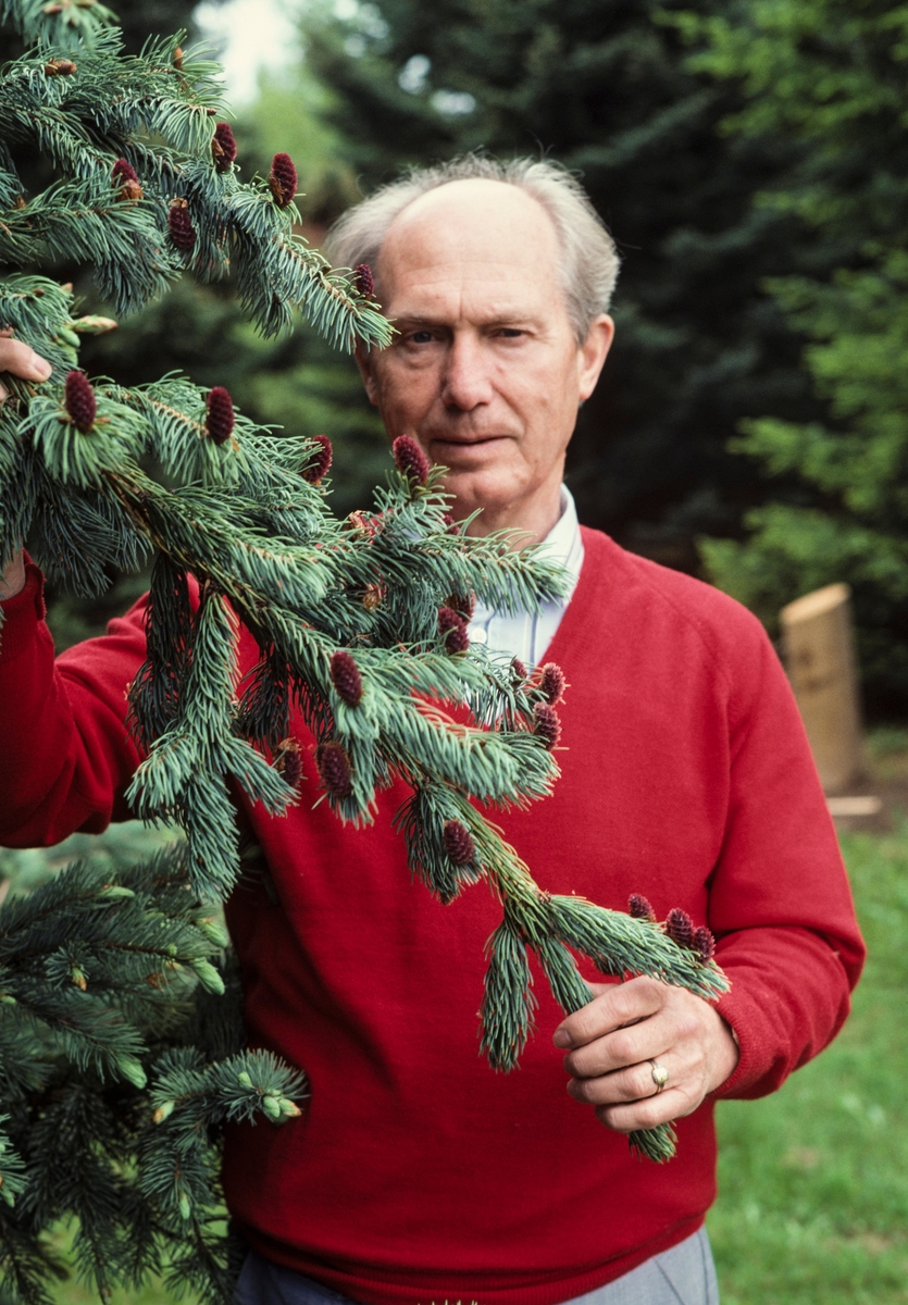 Museumsmannen Tore Fossum (1926-2017), fotografert i arboretet som var en av de mange attraksjonene han bidro til å få etablert på Norsk Skogbruksmuseum (fra 2003 Norsk Skogmuseum) i Elverum.  Fotografiet er tatt sommeren 1987, da Fossum var 61 år gammel.  Han var kledd i en tynn burgunderrød V-genser med ei gråstripete skjorte under.  I hendene foran seg holdt han en grankvist med mange fine hunnblomster, som etter hvert skulle utvikle seg til kongler.  Tore Fossum ble født i Elverum, og han vokste opp der og på Rena, hvor faren etter hvert ble postmester.  Etter å ha avlagt eksamen artium på Hamar begynte Tore Fossum på Evenstad skogskole, hvor han ble uteksaminert i 1948.  Deretter fulgte ett år på Tekniska skogs- och sågverksskolan i Härnösand i Sverige og ett års skogbrukspraksis i Åmot i Østerdalen, før han i 1951 ble tatt opp som skogbruksstudent ved Norges landbrukshøgskole på Ås i Akershus.  Etter å ha avlagt eksamen der hadde Fossum et årsengasjement ved Statens skogforskningsinstitut i Stockholm, før han i 1955 vendte tilbake til Elverum for å bli herredsskogmester i hjembygda.  Denne stillingen hadde han i seks år, inntil han i 1961 ble tilbudt stilligen som konservator ved Norsk Skogbruksmuseum.  Den første tida var han museets eneste ansatte, men Fossum var driftig.  I nært samarbeid med et stort nettverk i skogbruket og et museumsstyre med mange gode krefter greide han i løpet av de par første årene han ledet museet å få overtatt disposisjonsretten til klokkergarden Fossum, hvor det ble kontorer i våningshuset og utstillinger i låven, med bruforbindelse til friluftsavdelingen på Prestøya.  Målet var imidlertid å få reist et ildfast museumsbygg lengre nord på klokkergardens grunn, et prosjekt som ble realisert i 1970-71.  Med nybygg og attraktive utstillinger vokste både publikumsinteressen og staben utover i 1970-åra.  I 1979 ble museet på nytt utvidet, med akvarium, auditorium, fagbibliotek og flere kontorer.  I midten av 1980-åra ble fløtingssenteret Sørlistøa ved Osensjøen i Åmot kommune innlemmet i virksomheten og utviklet til en underavdeling – Sørlistøa fløtermuseum.  Tidlig i 1990-åra ble museumsbygget i Elverum ytterligere utvidet med en fløy på 40 X 40 meter i tre plan.  Tore Fossum var ikke bare administrator – han engasjerte seg også i den faglige museumsvirksomheten.  I hans ledertid publiserte museet 11 kulturhistoriske artikkelsamlinger (årbøker) og 9 monografier (særpublikasjoner).  Museumslederen var sjøl en ivrig bidragsyter til årbøkene.  Han var dessuten sentral i produksjonen av en rekke kulturhistoriske dokumentarfilmer om skogbruk, jakt og ferskvannsfiske.  Da Tore Fossum ble pensjonist i 1994 hadde museet 30 ansatte og et årsbesøk på cirka 126 000.  Som pensjonist fortsatte han i flere år å administrere sommerdriften ved Sørlistøa fløtermuseum, og han engasjerte seg i Elverum historielag, blant annet som redaktør av lagets årbok.