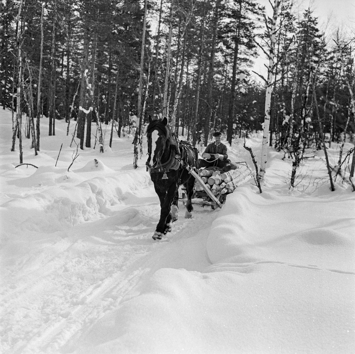 Tømmerkjøring på Jømna i Elverum vinteren 1969.  Fotografiet viser en dølahest med et kvitt bless i panna, forspent en rustning – en todelt slede, som også ble kalt «bukk og geit».  Fordelen med denne meiedoningen var at den fulgte terrenget og sledevegens kurver og staup så mye smidigere enn en tømmerslede med lange meier.  I dette tilfellet var rustningen lesset med forholdsvis grant tømmer, antakelig slipvirke, og kjørekaren satt på en liten høysekk på tømmerlasset med tømmene i hendene.  Idet fotografiet ble tatt var hesten på veg gjennom et bjøkesnar i utkanten av et litt glissent furubestand, kanskje mot ei skogløs myr eller et islagt vassdrag. 