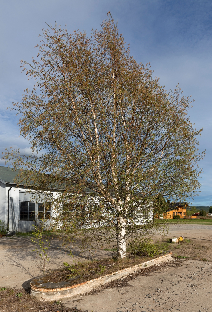 Bjørk (Betula pubescens) som vokser på et fundament der det tidligere har stått bensinpumper ved riksveg 2 gjennom tettstedet Namnå i Grue kommune i Solør.  Treet later til å være 4-5 meter høyt.  Det har muligens vært utsatt for toppbrekk på et tidspunkt, for den forholdsvis grove stammen deler seg i flere topper, noe som har gitt treet ei fin, vid krone.  Dette fotografiet ble tatt på våren, mens bladene ennå var «museører» som gav greinene et grønnskjær.  Bak treet ser vi et kvitmalt, murt verkstedbygg, antakelig vaske- og smørehallen til det som en gang var en bensinstasjon.  Bakenfor skimter vi også et gulmalt våningshus med veranda på fasaden mot gjennomfartsvegen.