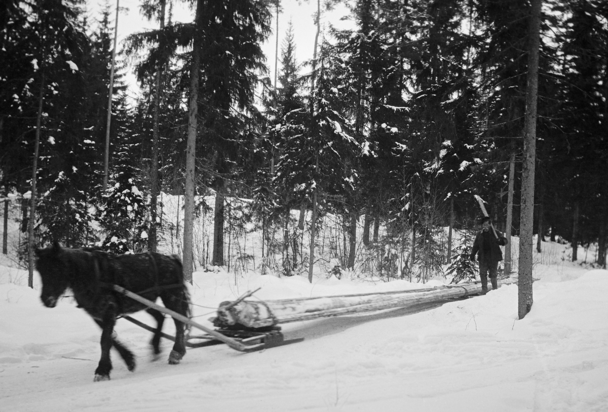 Tømmerkjøring med stubbslede og dubbe i snødekt skoglandskap i Telemark i 1924.  Fotografiet viser en hest som trekker et tømmerlass i svakt oppoverskrånende terreng.  Stubbslede og dubbe var en todelt sledetype.  Begge sledene var korte.  Den fremste ble kalt stubbslede.  Ved kjøring av kort tømmer ble denne sleden brukt aleine.  Når det derimot var lange stokker, for eksempel stolpetømmer, som skulle hentes fram brukte tømmerkjørerne også en bakslede, som altså ble kalt dubbe.  Rotendene ble helst lagt på den kraftige stubbsleden, mens toppene kvilte på dubba.  Bortsett fra tømmerlasset hadde ikke dubba noen kopling til sleden foran, og den bakre delen av tømmerlassene hadde derfor lett for å «skjære ut» i svingene.  Da dette fotografiet ble tatt gikk hesten langsomt oppover bakken, mens kjørekaren vandret ved den bakre enden av lasset. 