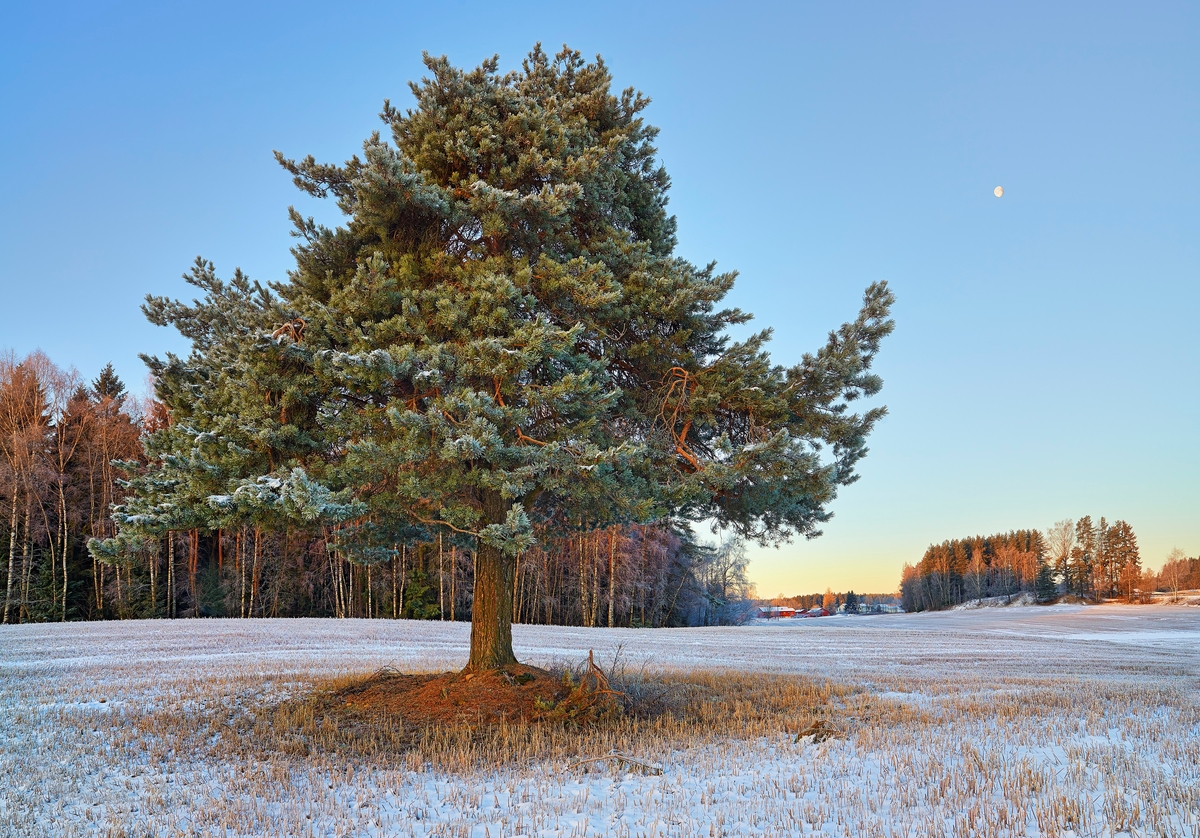 Furutre i åkerlandskap på eiendommen Tønset i Brenneriroa i Løten i Hedmark.  Denne furua er ikke spesielt stor, men den har ei uvanlig tett og fin krone.  Det står på et ganske stort åkerareal, der treet, antakelig på grunn av formen, ble gjensatt i forbindelse med oppdyrking av et tidligere bare overflatedyrket engareal.   Dette fotografiet er tatt en tidlig, kald klarværsmorgen seinhøstes i 2012.  Halmstubben etter foregående sesongs kornavling var delvis dekt av snø.