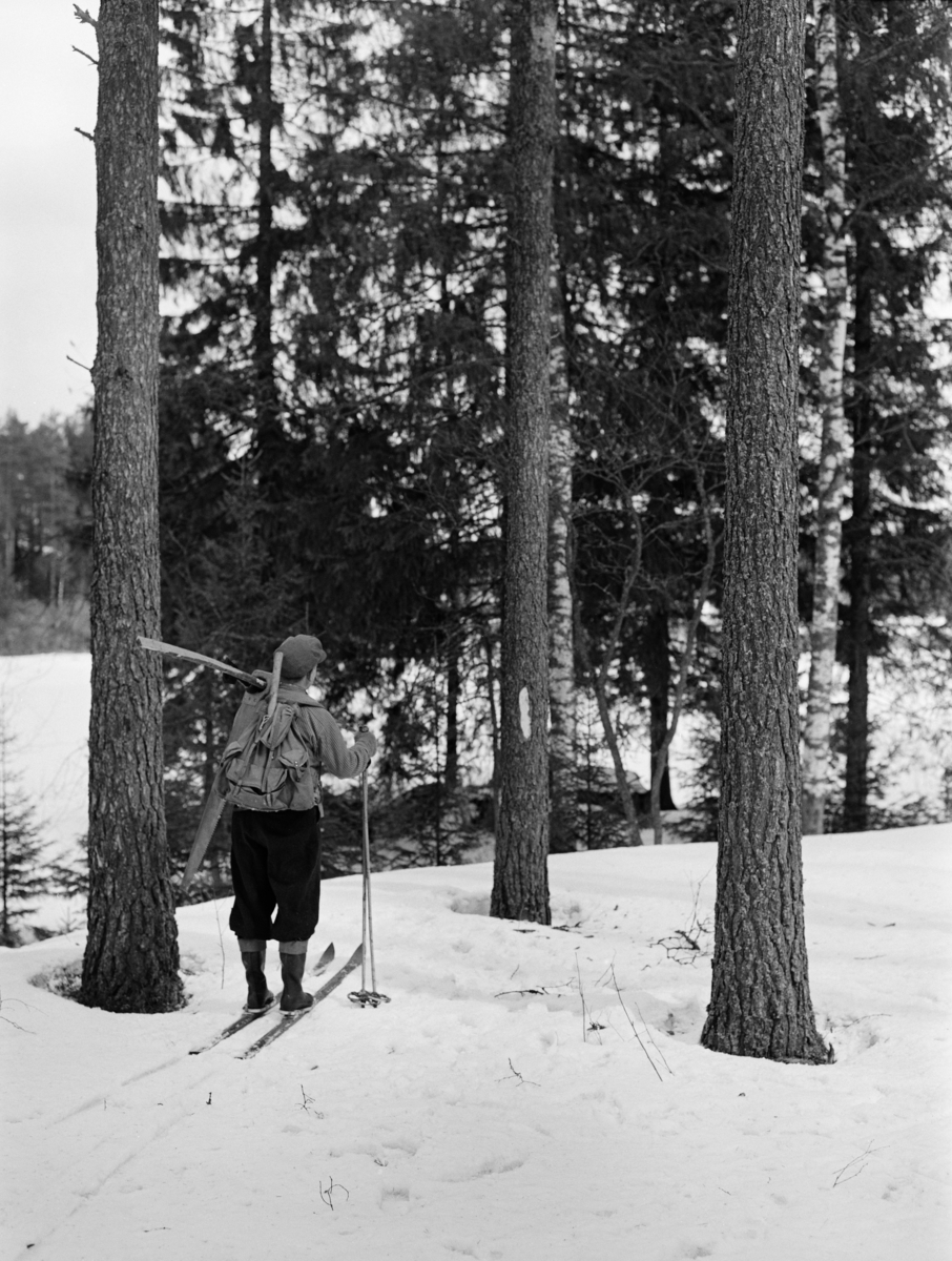 Kåre Bratteggen (1910-1999) fra Innbygda i Trysil, fotografert med det utstyret og den typen klær som skogsarbeiderne i hjembygda hans brukte i Bratteggens ungdomsår.  Vi ser Bratteggen bakfra idet han gikk mot en blinket furulegg på ski med to staver i høyre hand.  Med den venstre handa støttet han «skanten» (målestaven han brukte til lengdemål) som han bar over skuldra.  På denne hadde han tredd handtaket på «svansen», tømmersaga.  Opp fra ryggsekken ser vi også at det stikker et økseskaft.  Øksa kunne brukes til felling, kvisting og barking, men den siste operasjonen ble nok vanligvis utført ved hjelp av barkespade i denne perioden dette fotografiet refererer til.   Skogsarbeideren Kåre Bratteggen var kledd i mørke vadmelsbukser der leggene var beskyttet av snøsokker av lær.  På overkroppen hadde han en lys busserull i halvull, og på hodet ei skyggelue av bomullsstoff.  

Dette fotografiet er tatt i forbindelse med en undersøkelse om skogsarbeiderklær som vitenskapelig assistent Geir Hovensjø ved Norsk Skogbruksmuseum gjorde i 1970-åra.  Undersøkelsen ble publisert i artikkelform i museets årbok nr. 8 (1976-77).  Hovensjø hadde også intervjuet Kåre Bratteggens svigerinne, Bergny Bratteggen.  En tekstsekvens fra artikkelen som beskriver hjemmetilvirkninga av arbeidsklær i denne familien er gjengitt under fanen «Opplysninger».