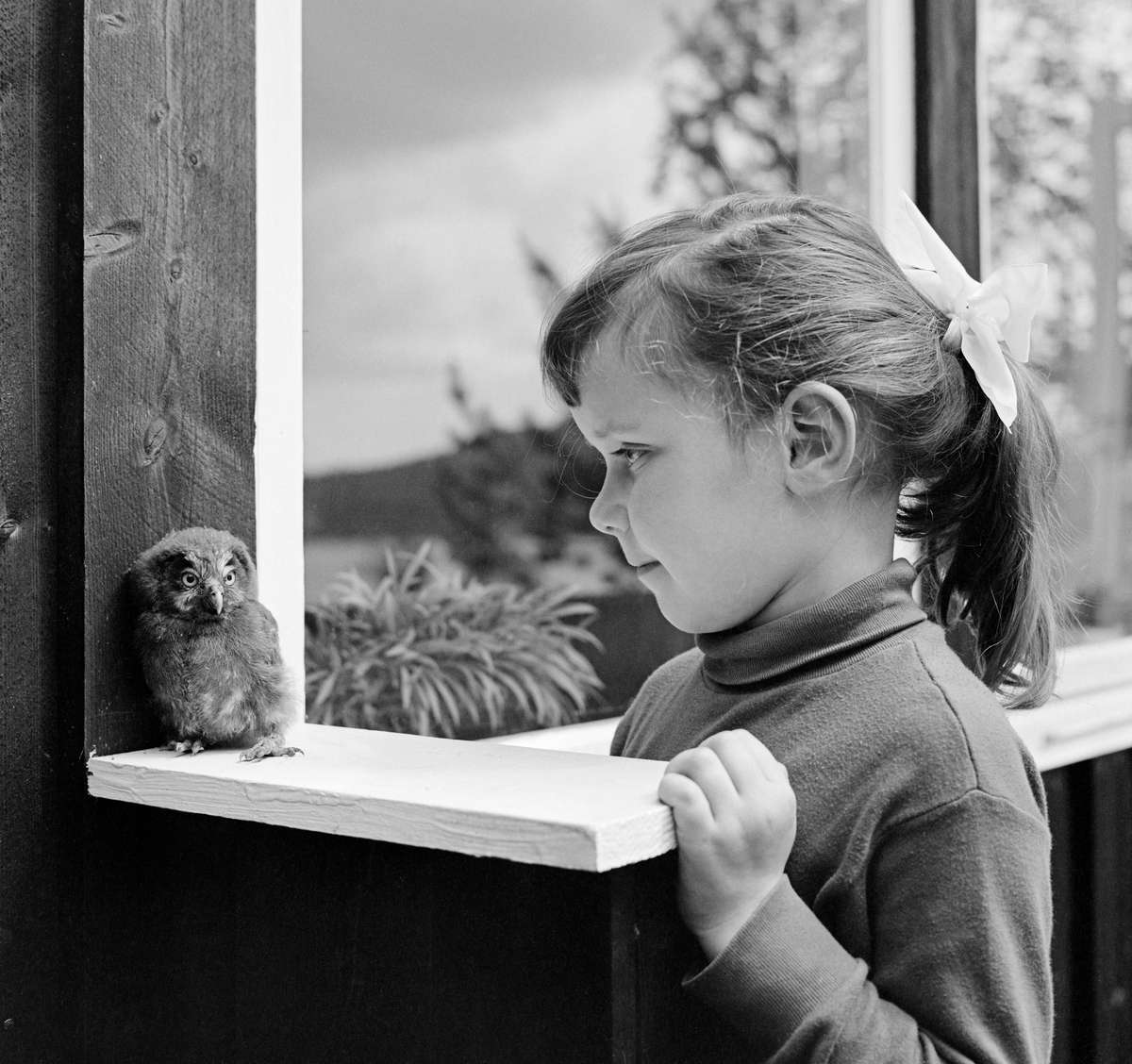 Seks år gamle Vera Søgård (seinere gift Bryn), fotografert mens hun betraktet ei perleugle (Aegolius funerus) som satt innerst på gelenderet på en veranda utenfor et stuevindu i Elverum våren 1967.  Vera var kledd i en bomullsgenser med høy, nedbrettet hals.  Hun hadde ei kvit sløyfe i håret.  Fuglen satt helt inntil den mørkbeisete ytterveggen.  Perleugla hekker i de nordlige delene av Nord-Amerika og lengst nord i Europa, samt i Alpene og lengst nord i de asiatiske delene av Russland.  Arten trives i nåleskogen i taigabeltet, gjerne i bartrebestand der det også vokser bjørk eller osp.  Perleugle er en av de vanligste ugleartene i Norge, der denne arten ofte hekker i trær med hull etter hakkespett eller svartspett.  Den lever av smågnagere og småfugl.  Perleugla har forholdsvis stort hode, noe som passer en nattaktiv art som lokaliserer byttedyr ved hjelp av hørselen.  Den har brunlig fjærdrakt med en del kvite flekker, som har gitt perleugla navn.  Hekkinga starter gjerne i april, og eggene legges med om lag to døgns mellomrom, vanligvis fra tre til sju stykker.  Rugetida er 27-28 dager.  Ungene blir flygedyktige etter cirka en måned på reiret.  Størrelsen på kullene varierer med tilgangen på smågnagere.