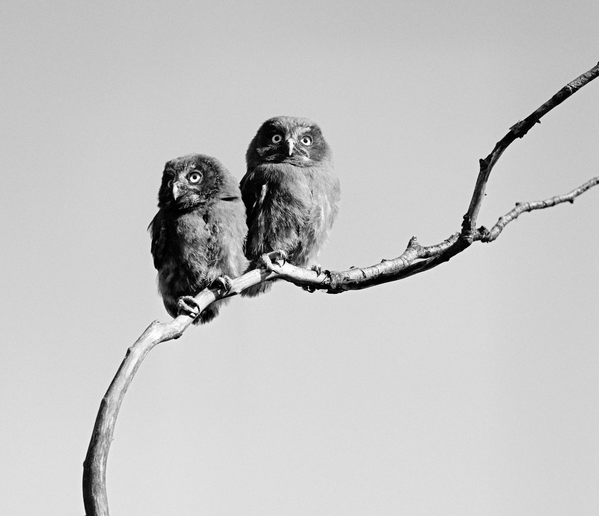 To perleugler (Aegolius funereus) fotografert sittende på en tørrkvist med en skyfri himmel som bakgrunn.  Fotografiet er tatt skrått nedenfra, mot fuglenes brystpartier.  Opptaket skal være gjort på Jømna i Elverum i 1963.  Perleugla hekker i de nordlige delene av Nord-Amerika og lengst nord i Europa, samt i Alpene og lengst nord i de asiatiske delene av Russland.  Arten trives i nåleskogen i taigabeltet, gjerne i bartrebestand der det også vokser bjørk eller osp.  Perleugle er en av de vanligste ugleartene i Norge, der denne arten ofte hekker i trær med hull etter hakkespett eller svartspett.  Den lever av smågnagere og småfugl.  Perleugla har forholdsvis stort hode, noe som passer en nattaktiv art som lokaliserer byttedyr ved hjelp av hørselen.  Den har brunlig fjærdrakt med en del kvite flekker, som har gitt perleugla navn.  Hekkinga starter gjerne i april, og eggene legges med om lag to døgns mellomrom, vanligvis fra tre til sju stykker.  Rugetida er 27-28 dager.  Ungene blir flygedyktige etter cirka en måned på reiret.  Størrelsen på kullene varierer med tilgangen på smågnagere. Perleugle.