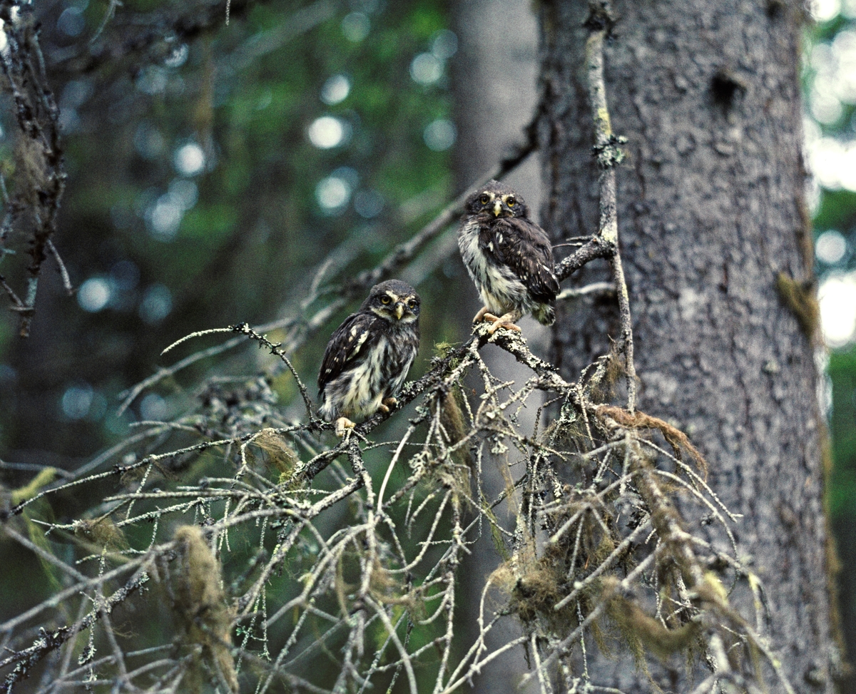 To spurveugler (Glaucidium passerinum) fotografert på en tørrkvist på den nedre delen av et grantre i Elverum i Hedmark i 1965.