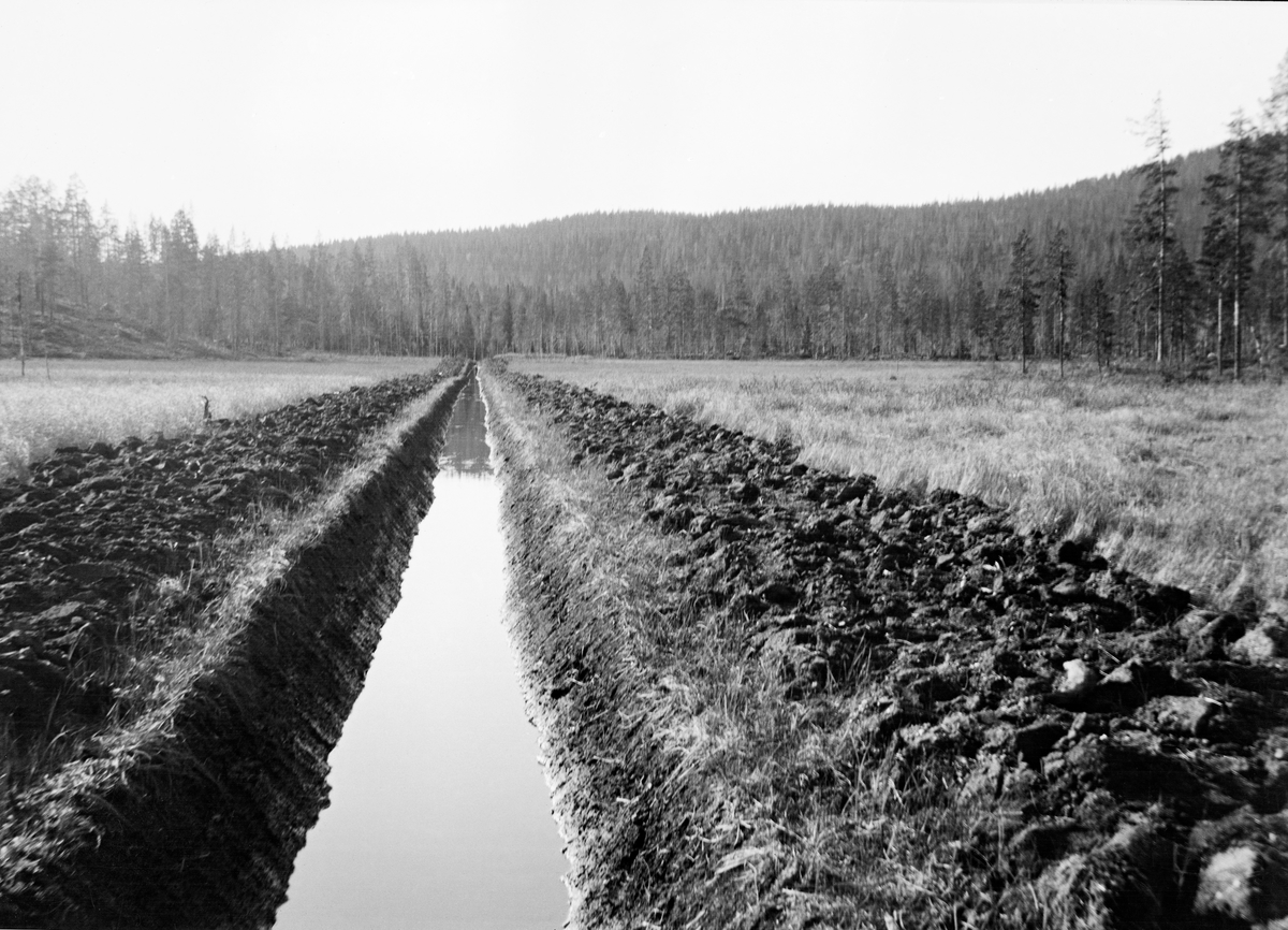 Nygrøftet myr på ukjent sted i Rendalens statsallmenning, der fotografen, Hans Godtfred Støre, var skogforvalter fra 1905 til 1910.  Det er derfor sannsynlig at bildet er tatt i denne perioden.  Støre overtok ansvaret for en mengde grøftings- og bekkerenskingsarbeider etter sin forgjenger i embetet, i Drevsjø-traktene og i Osdalen blant annet.  Landskapet på dette fotografiet kan for øvrig minne om nettopp Osdalen.  Målet med grøftingsarbeidene var å senke vannspeilet, i håp om at også myrene skulle kunne dekkes med skog.  Her ser vi ei utpreget blautmyr der det i hovedsak vokste starrgras, og hvor skogforvalteren øyensynlig har beordret gravd ei forholdsvis djup grøft med trapesformet tverrsnitt langs myras midtakse.  Arbeidet ble gjort med spader, og torva ble kastet til begge sider.  Da dette fotografiet ble tatt sto det et stillestående vannspeil i botnen av grøfta, om lag en meter under myras marksjikt.  Det er grunn til å tro at grøfta hadde avløp med fall et eller annet sted bak fotografen.  På høydedragene som omkranset myra sto det tett, fin barskog med furu som dominerende treslag i myras kantsoner.