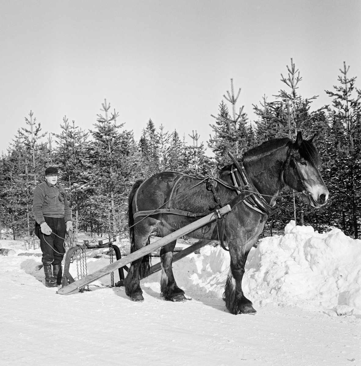 Tømmerkjører med dølahest, som er pålagt arbeidssele og forspent et såkalt bøyledrag.  Dette lunneredskapet besto av to dragarmer av tre som er jernbeslåtte i den bakre enden, der de ligger mot det snødekte underlaget som meier.  Oppå denne bakre delen av meiene er det montert ei kraftig, omvendt U-formet jernbøyle.  Øverst på denne bøyla var det montert snarekjettinger.  Når kjørekaren skulle lunne med dette redskapet ble stokkene snaret i enden og hengt opp i denne bøyla, slik at framendene hang over bakken mens bakendene ble slept langs den snødekte bakken.  Noen bøyledrag hadde en hendel som kunne brukes til å heve og senke stokkene.  Denne redskapstypen ble ansett for å være et godt redskap for transport av tømmer over korte avstander, og den ble mest brukt ved «lunning» - transport av stokker fra fellingsstedene til tømmervelter i skogen, der de seinere ble hentet med meieredskaper som hadde større lastekapasitet, vanligvis tømmerrustninger, en todelt sledetype, som også ble kalt «bukk og geit».  Kjørekaren på fotografiet var kledd i mørke vadmelsbukser og ei noe lyse dongerijakke.  Han hadde lærstøvler med snøsokker på beina, greppvotter på hendene og østerdalslue på hodet.  Bildet er tatt mens hesten og kjørekaren sto stille – uten tømmer i bøyledraget – på en brøytet veg, omgitt av ung furuskog, sannsynligvis et sted i Elverum.